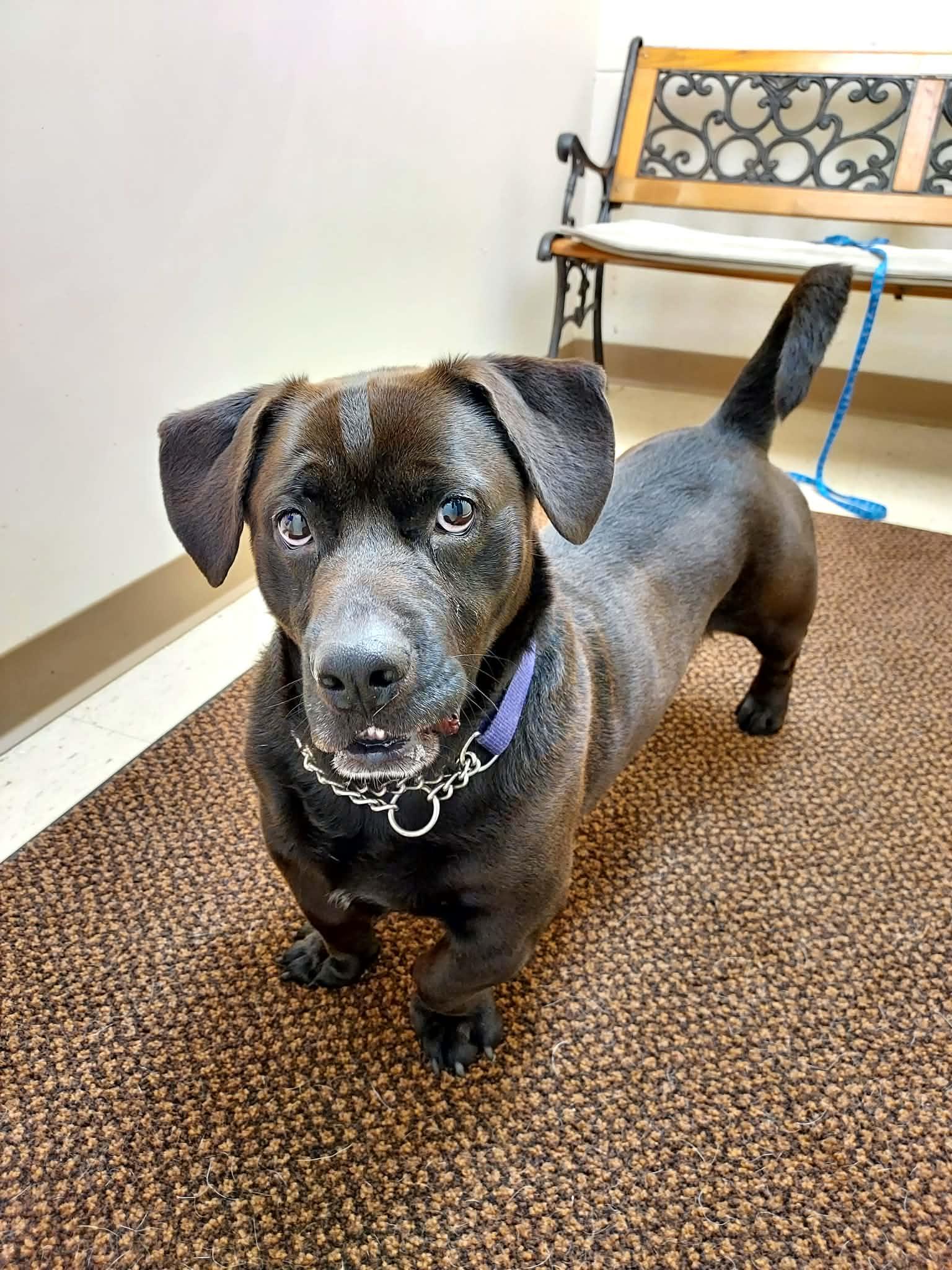 Enlarge Stubby, a Adoptable Mixed Breed in Falls Creek, PA image 2/5