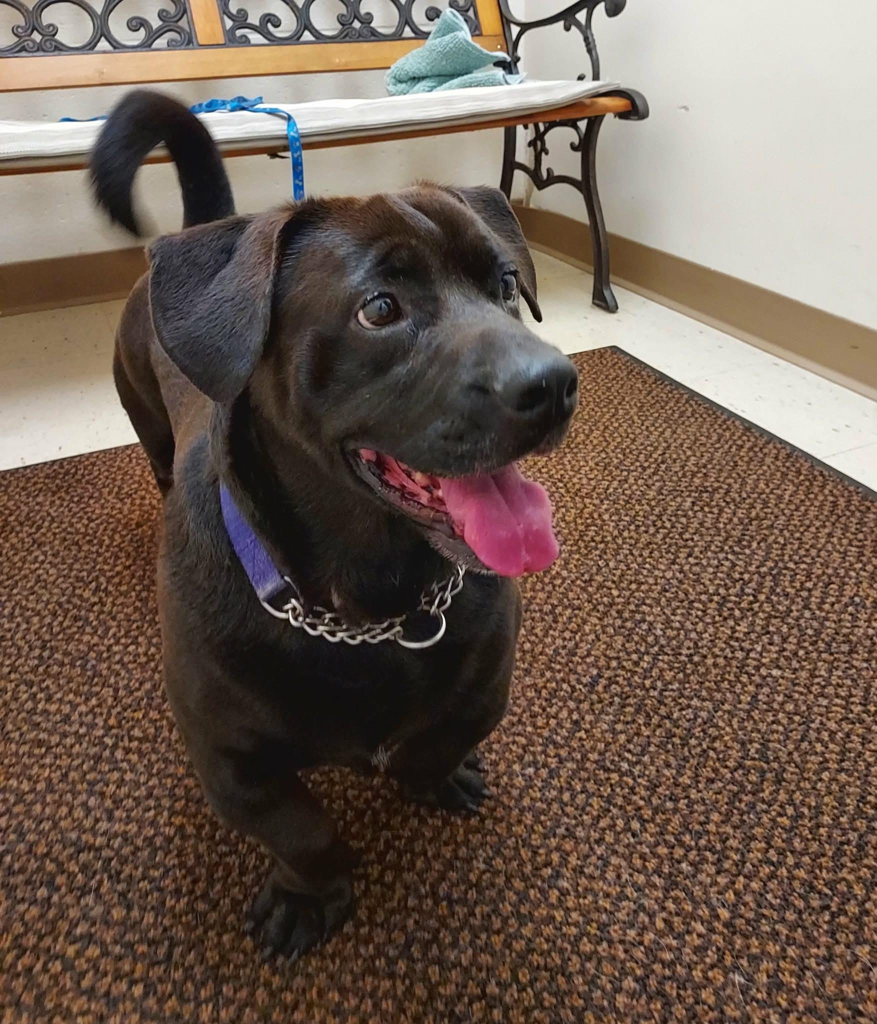 Enlarge Stubby, a Adoptable Mixed Breed in Falls Creek, PA image 5/5