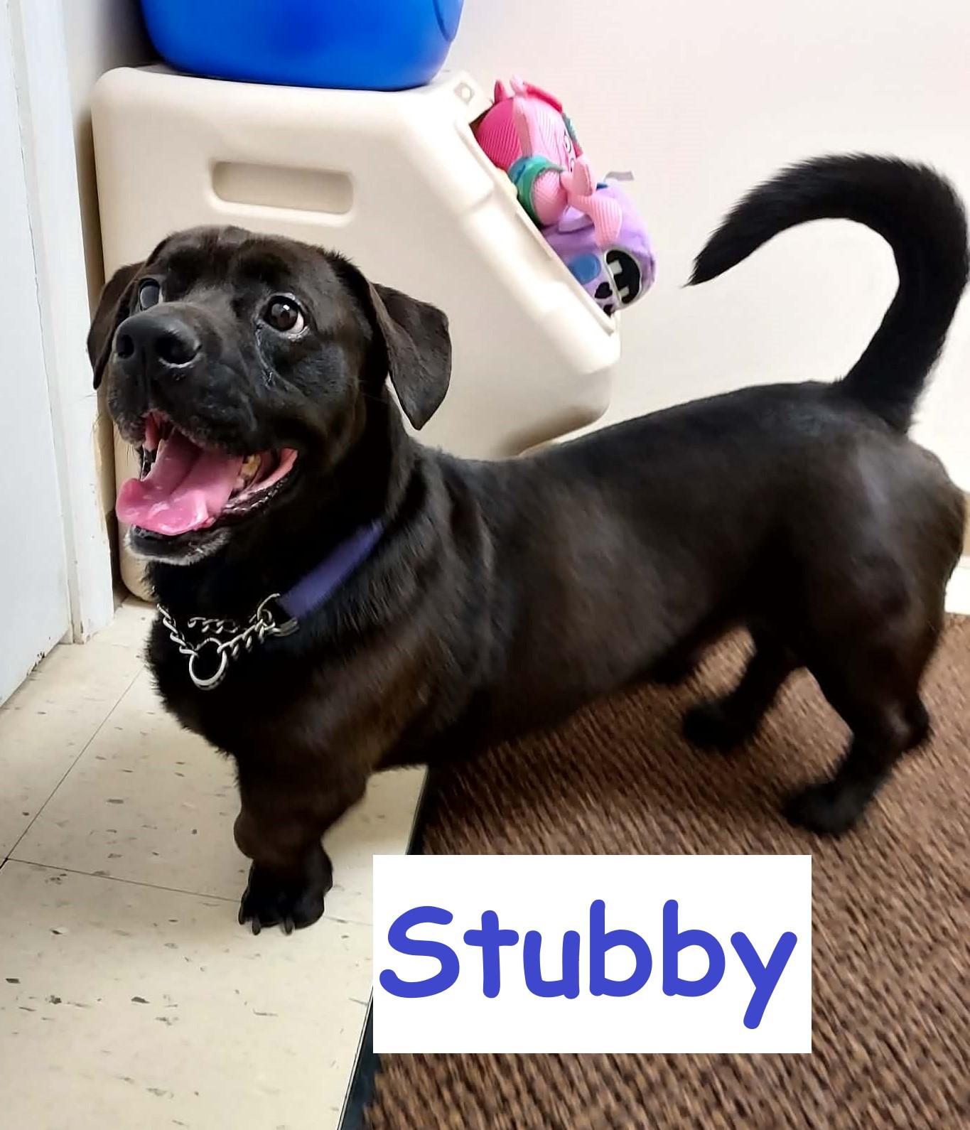 Stubby, Adoptable, Young Male Mixed Breed.