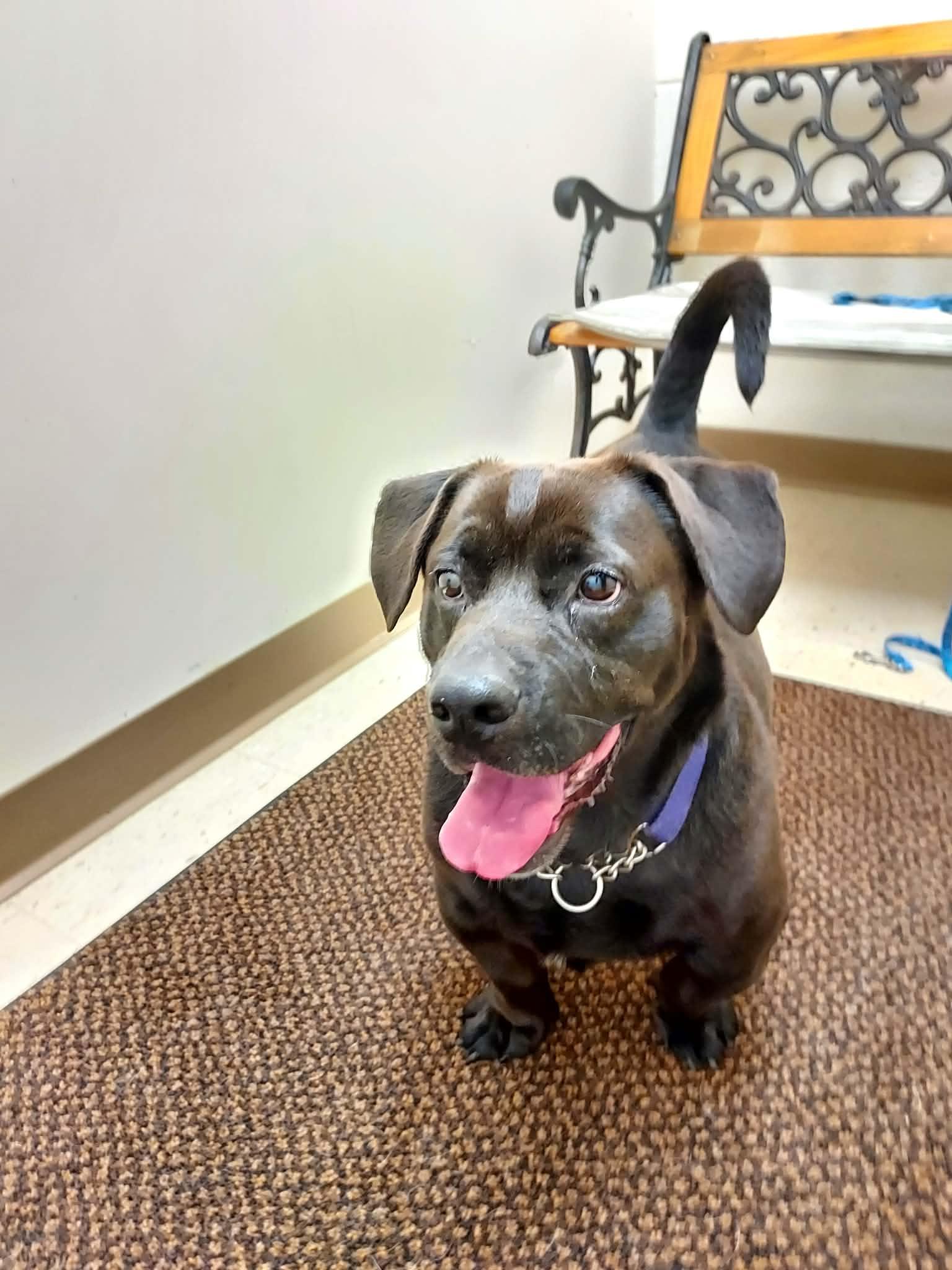 Enlarge Stubby, a Adoptable Mixed Breed in Falls Creek, PA image 4/5