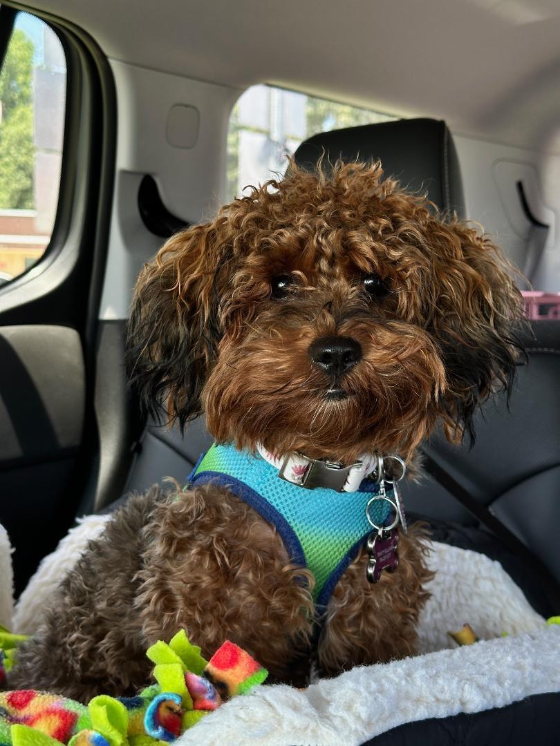 Enlarge River, a Adopted mixed breed in Indian Trail, NC image 1/5