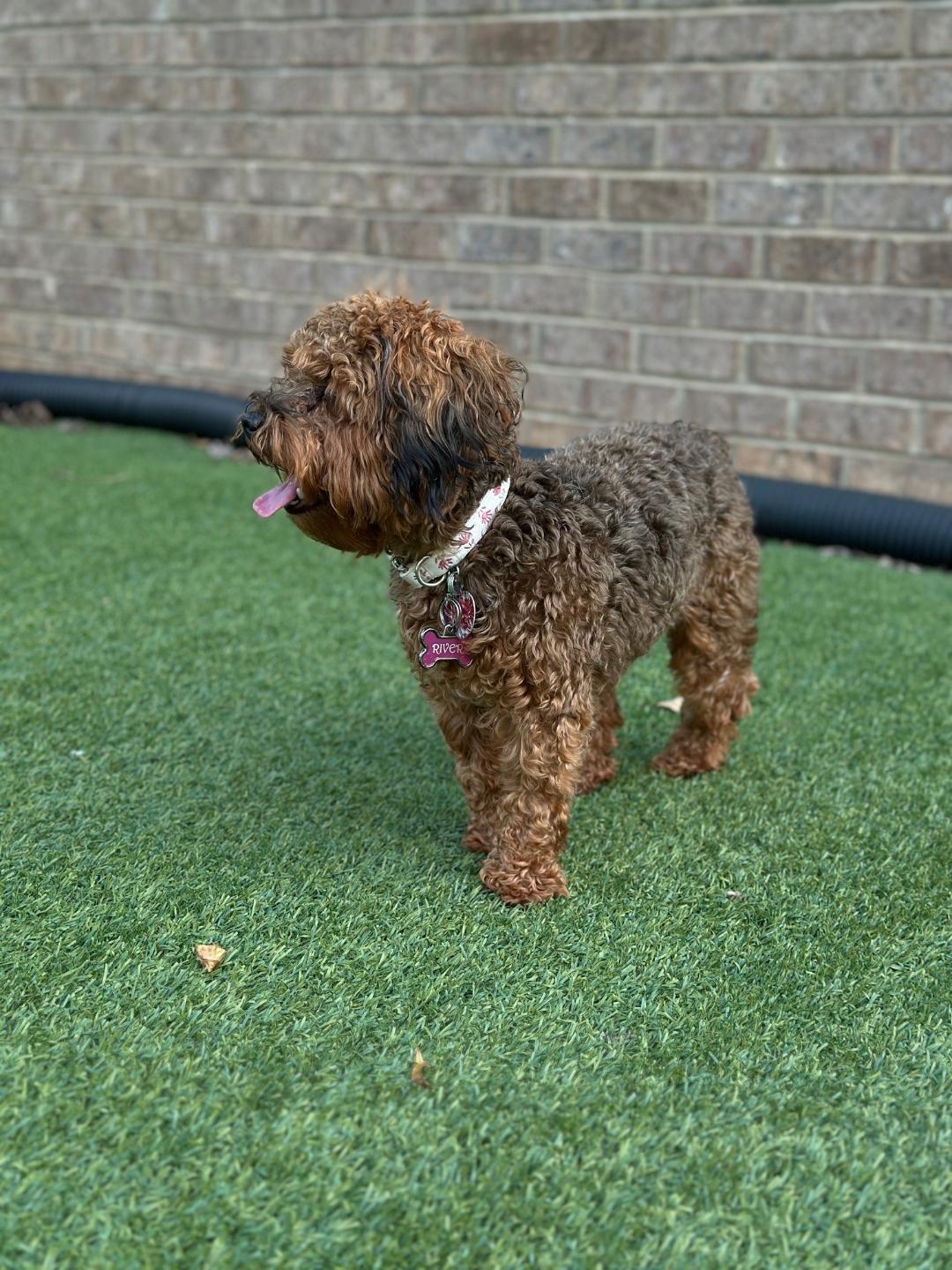 Enlarge River, a Adopted mixed breed in Indian Trail, NC image 3/5