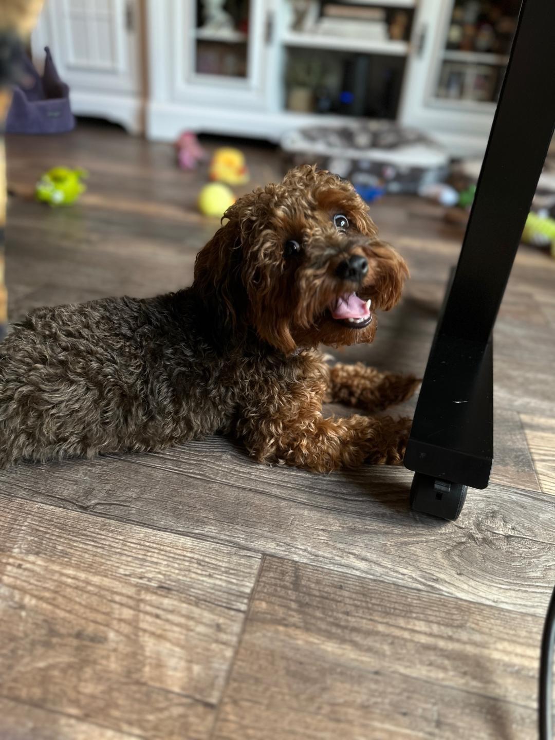 Enlarge River, a Adopted mixed breed in Indian Trail, NC image 4/5