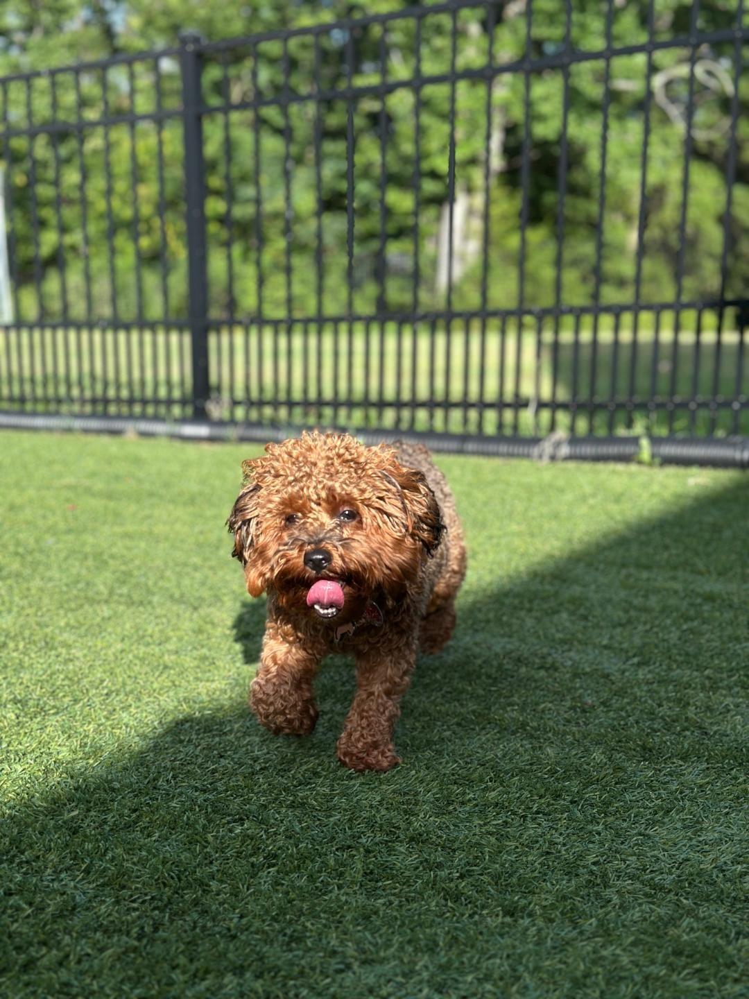 Enlarge River, a Adopted mixed breed in Indian Trail, NC image 5/5