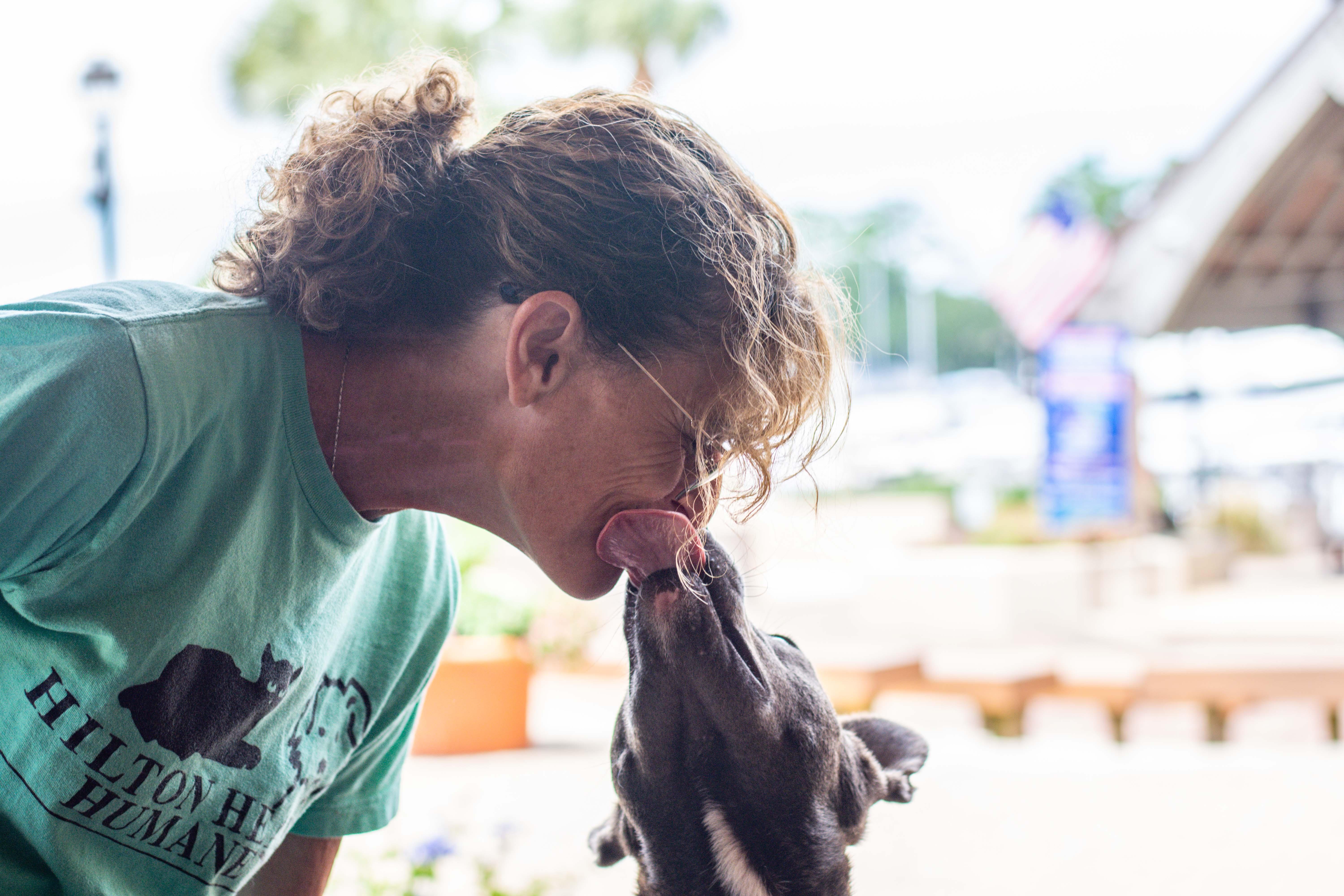 Enlarge Domino, a Adoptable mixed breed in Hilton Head Island, SC image 3/4