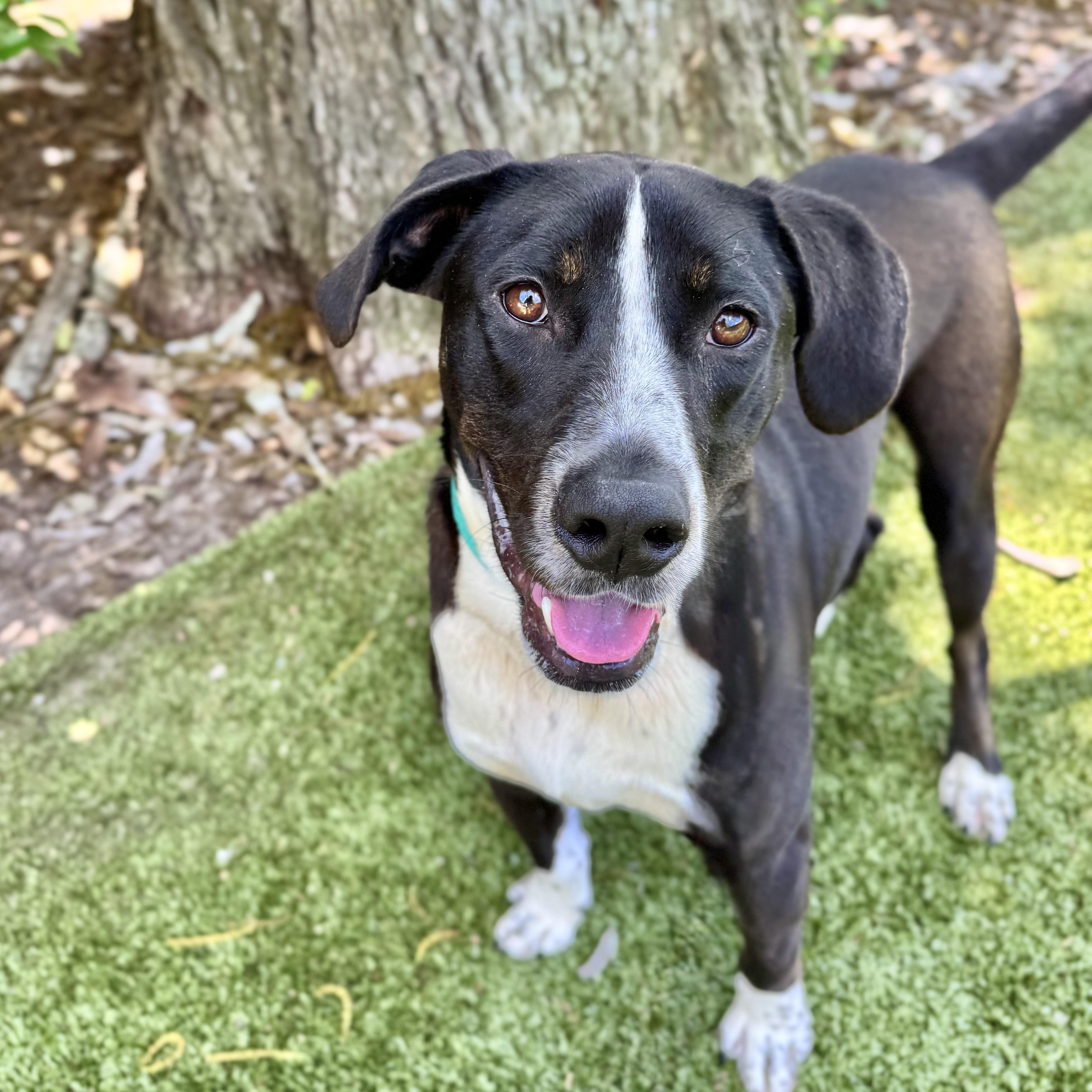 Domino, Adoptable, Adult Male Labrador Retriever.