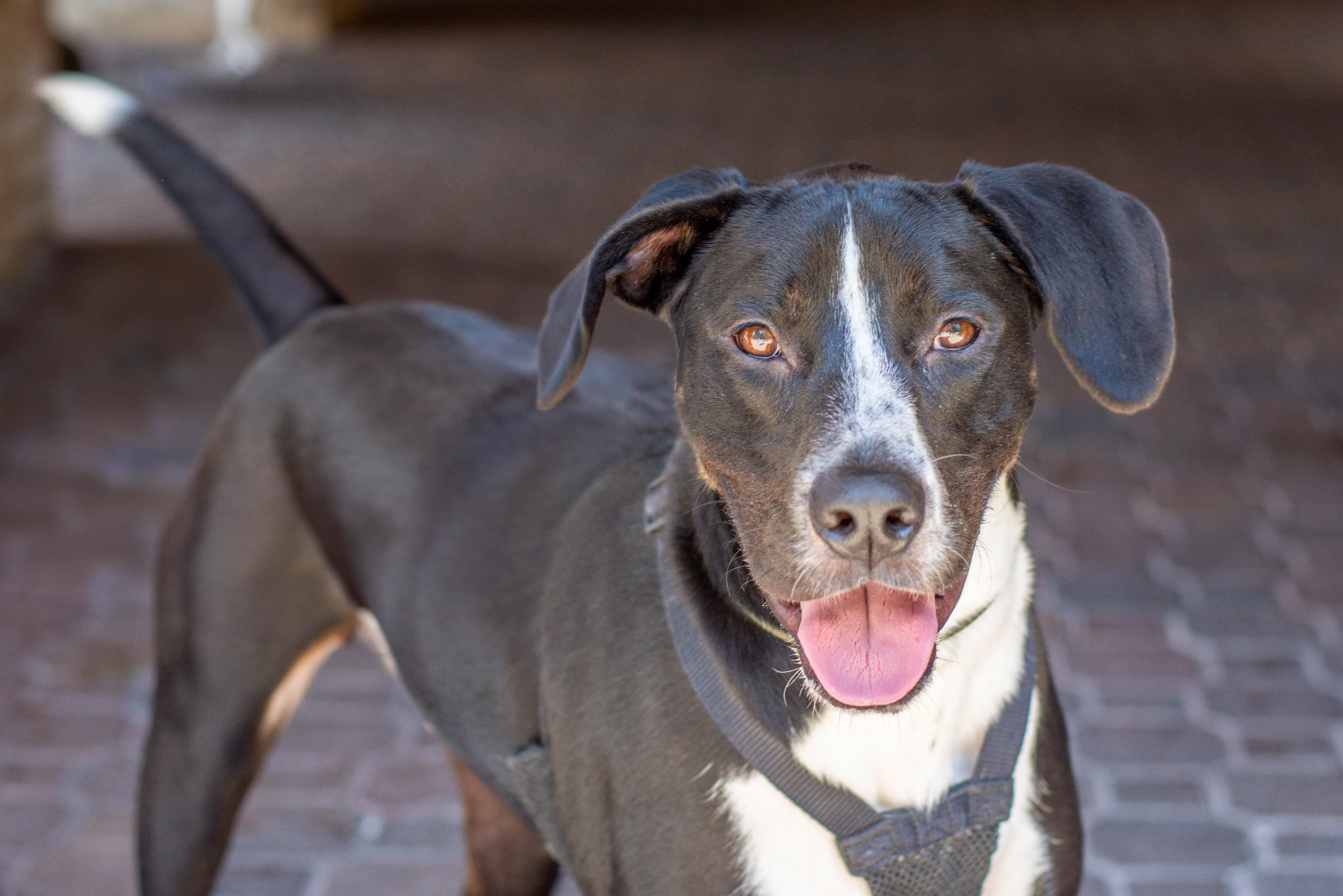 Enlarge Domino, a Adoptable mixed breed in Hilton Head Island, SC image 1/4