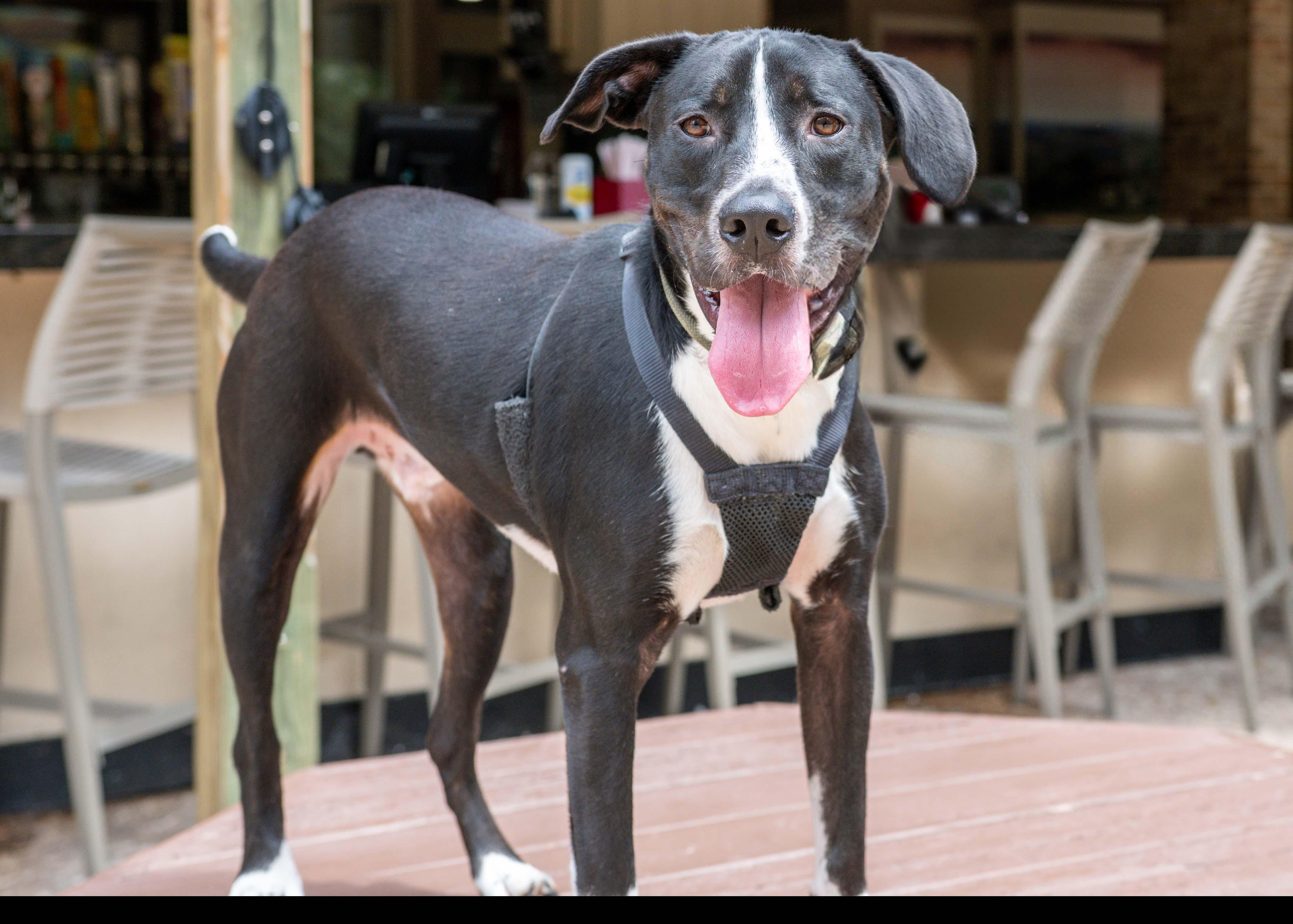 Enlarge Domino, a Adoptable mixed breed in Hilton Head Island, SC image 2/4