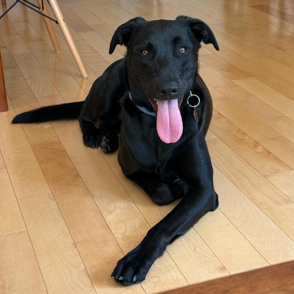 Obelix, Adoptable, Adult Male Black Labrador Retriever & Belgian Shepherd / Malinois.