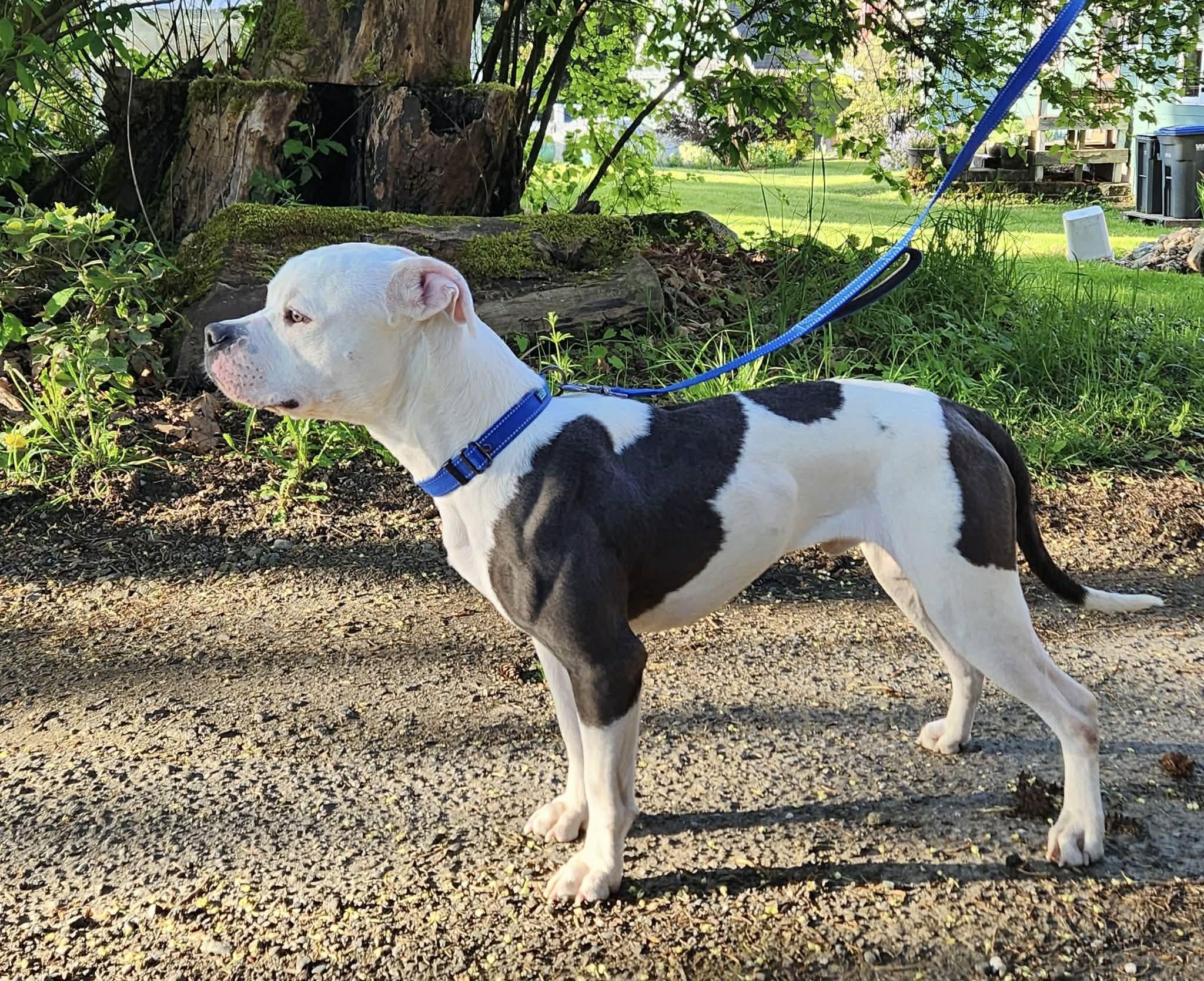 Enlarge Spot, a Adoptable American Bulldog in Port Orchard, WA image 3/6