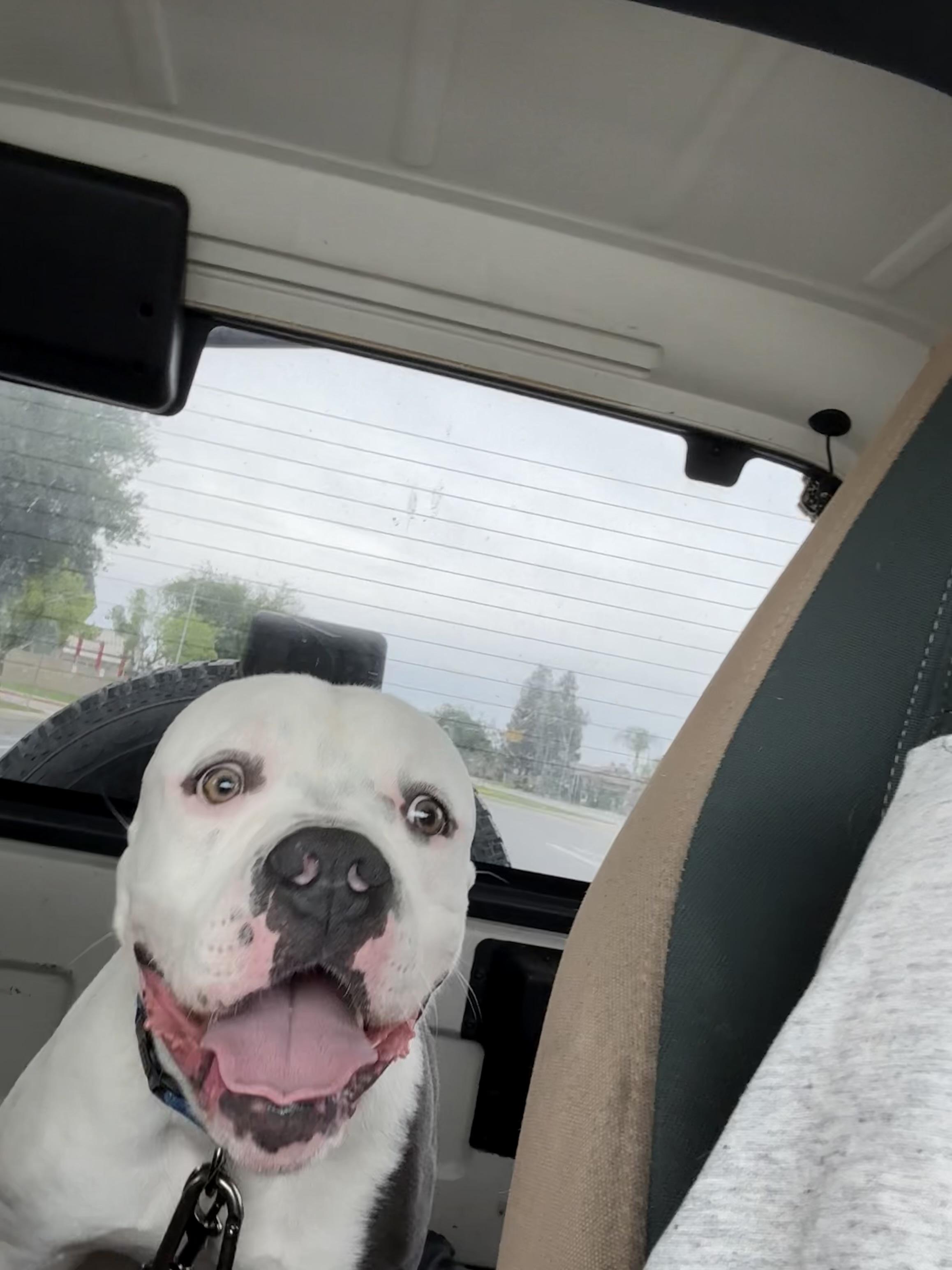 Enlarge Spot, a Adoptable American Bulldog in Port Orchard, WA image 4/6