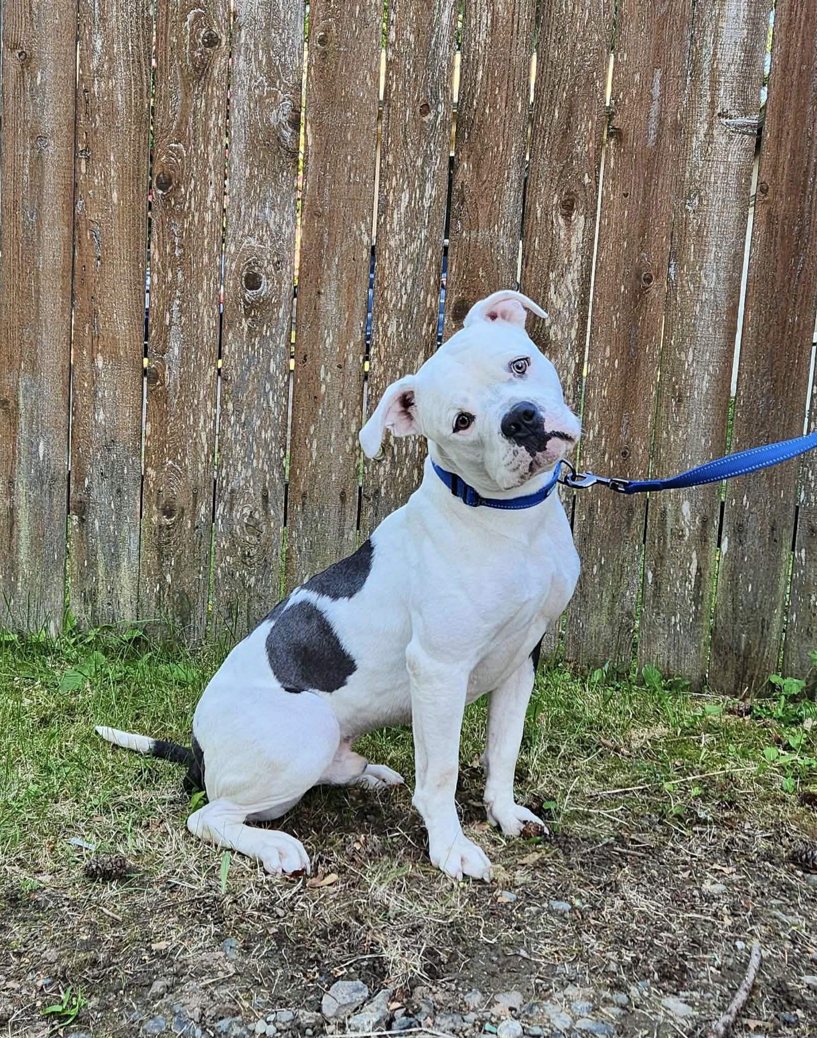 Spot, Adoptable, Young Male American Bulldog.