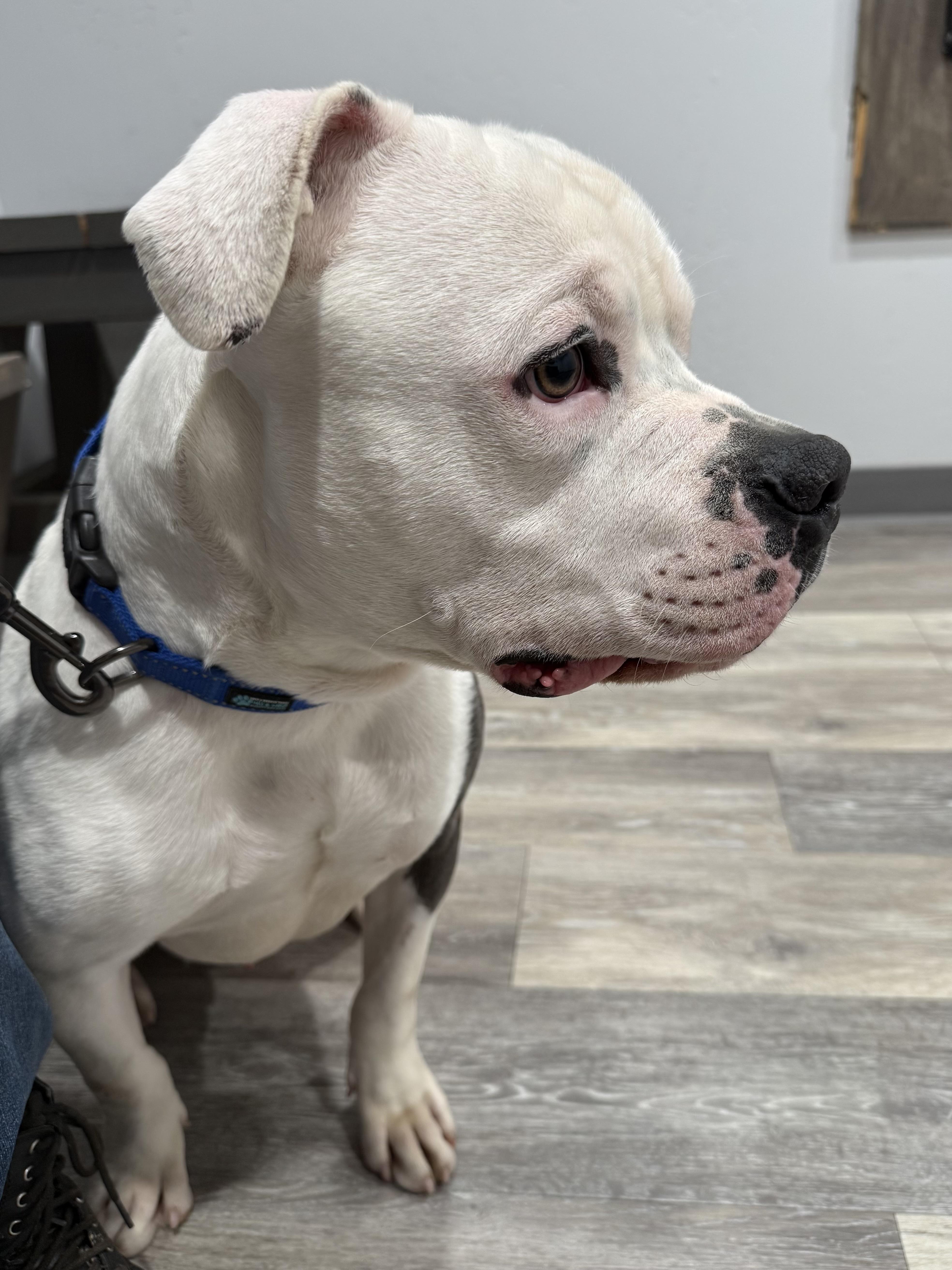 Enlarge Spot, a Adoptable American Bully in Port Orchard, WA image 4/6