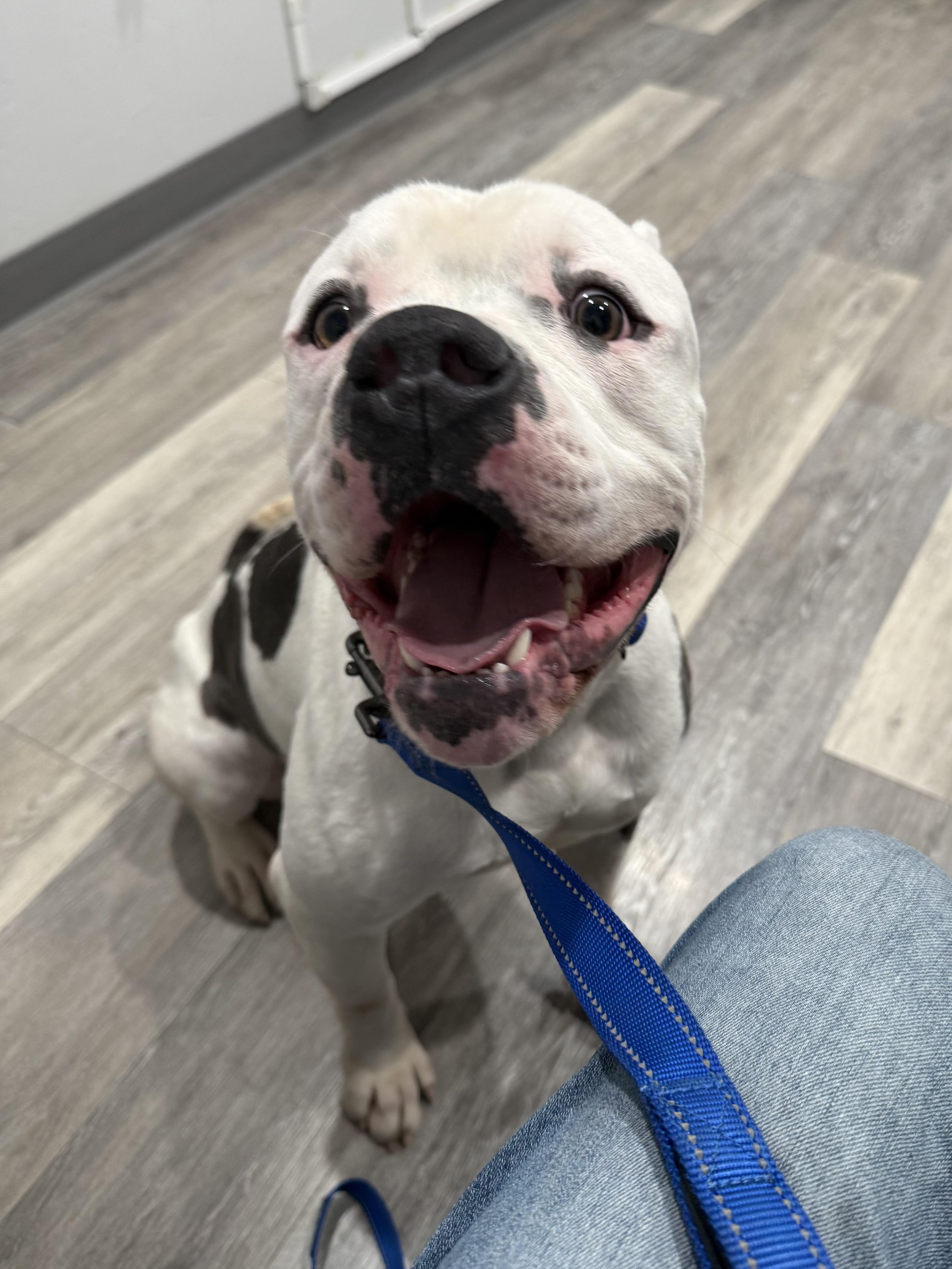 Enlarge Spot, a Adoptable American Bully in Port Orchard, WA image 3/6