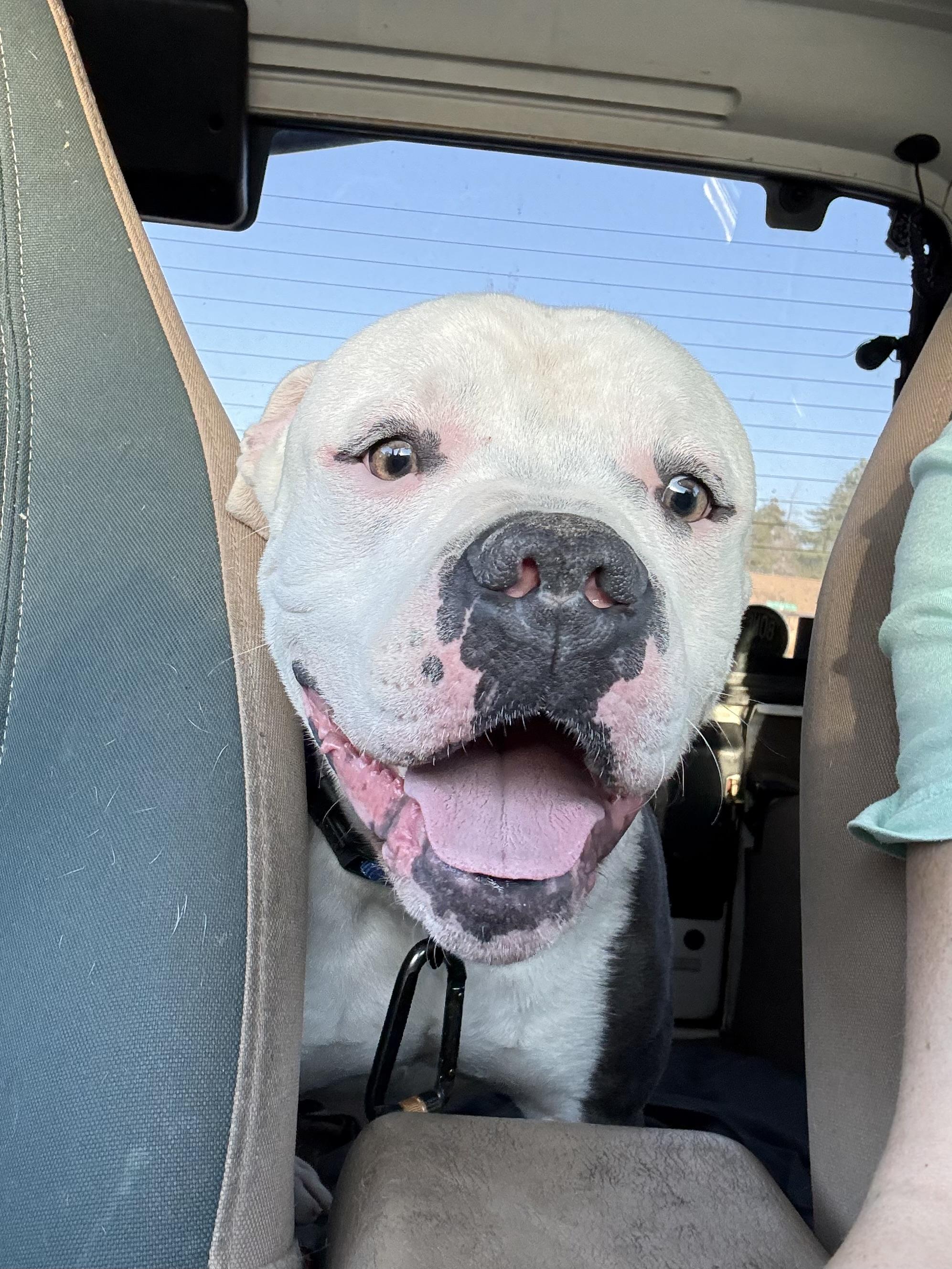 Enlarge Spot, a Adoptable American Bully in Port Orchard, WA image 5/6