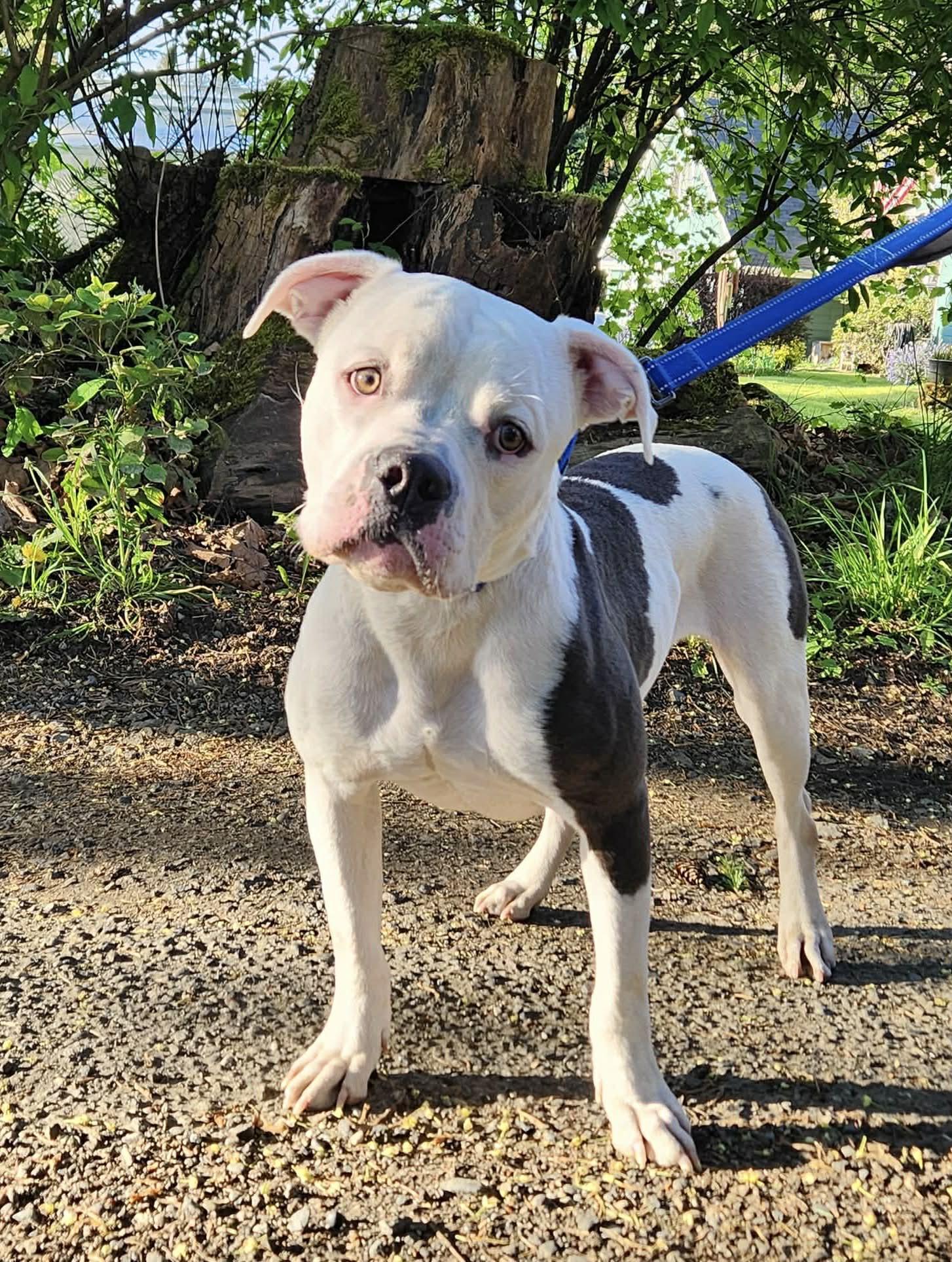 Enlarge Spot, a Adoptable American Bulldog in Port Orchard, WA image 2/6