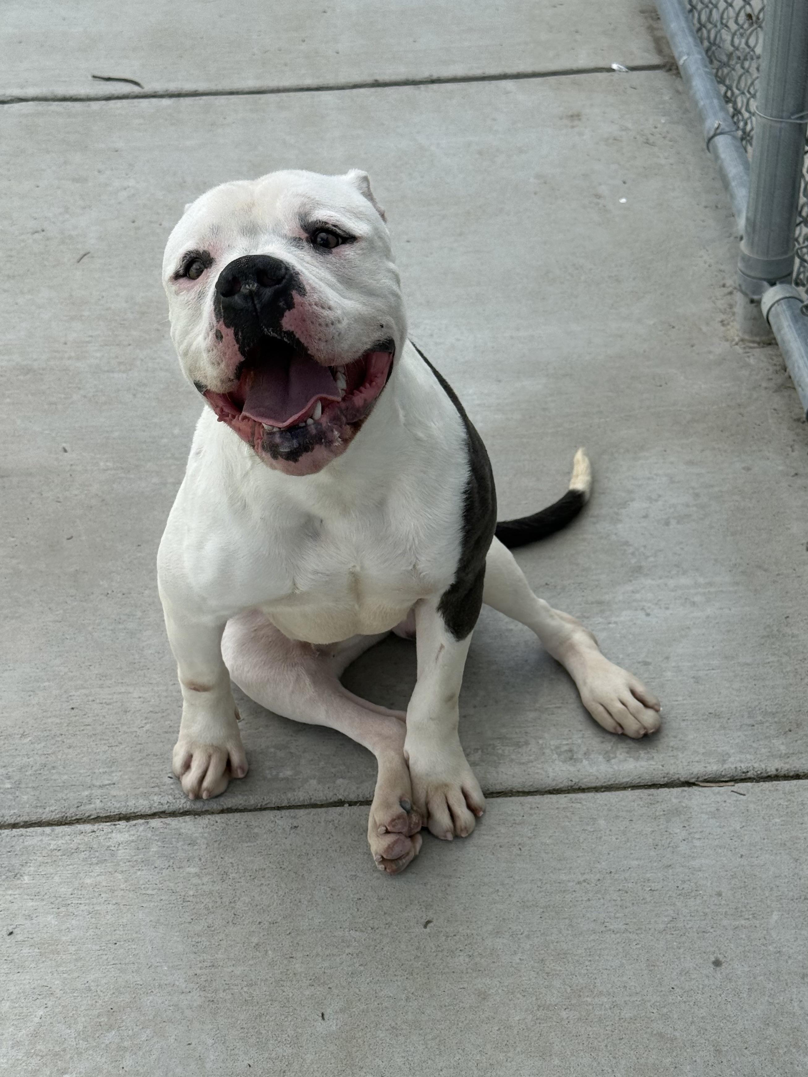 Enlarge Spot, a Adoptable American Bully in Port Orchard, WA image 1/6
