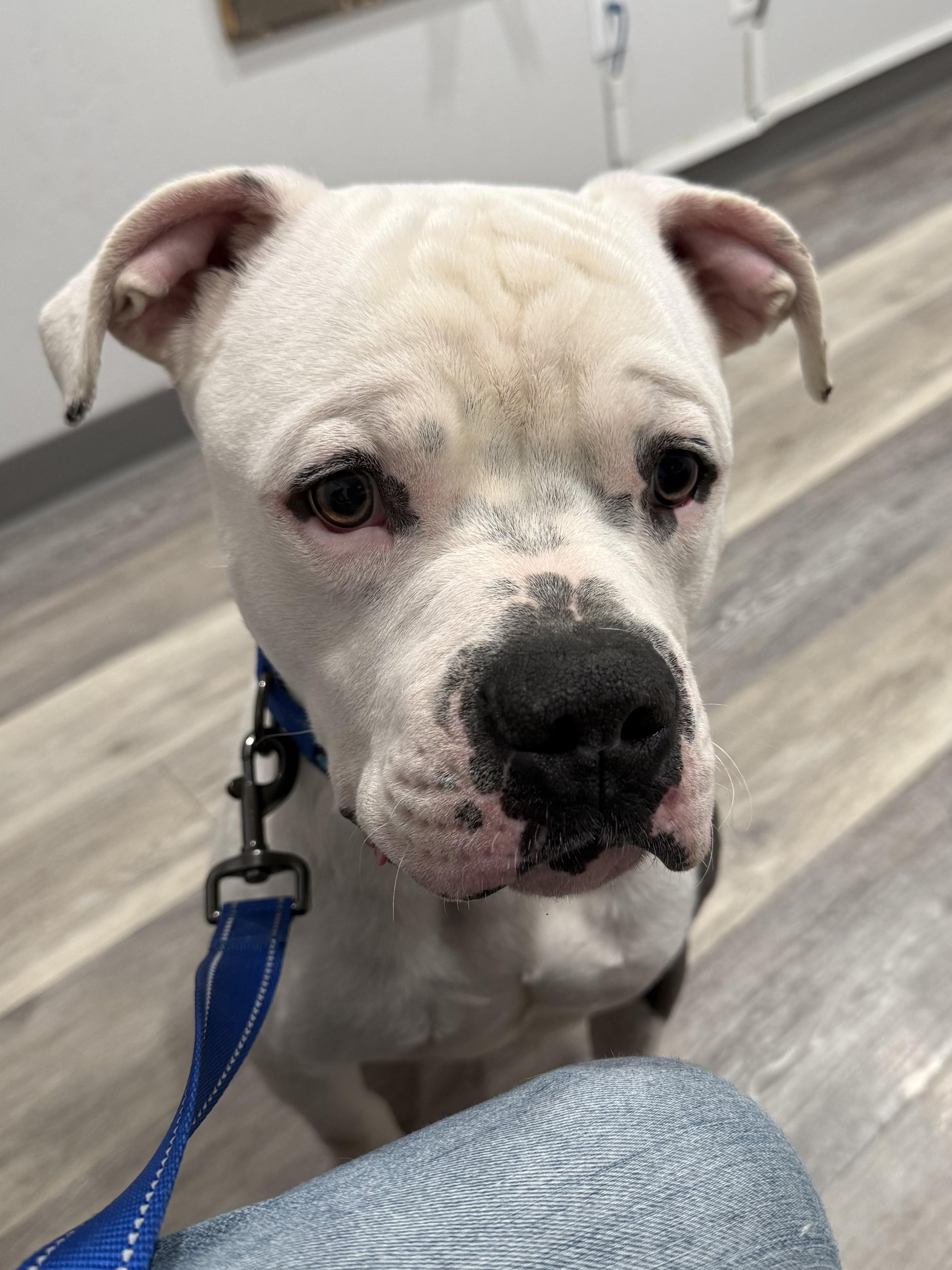 Enlarge Spot, a Adoptable American Bully in Port Orchard, WA image 2/6