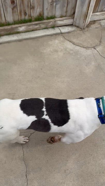 Enlarge Spot, a Adoptable American Bulldog in Port Orchard, WA video 6/6