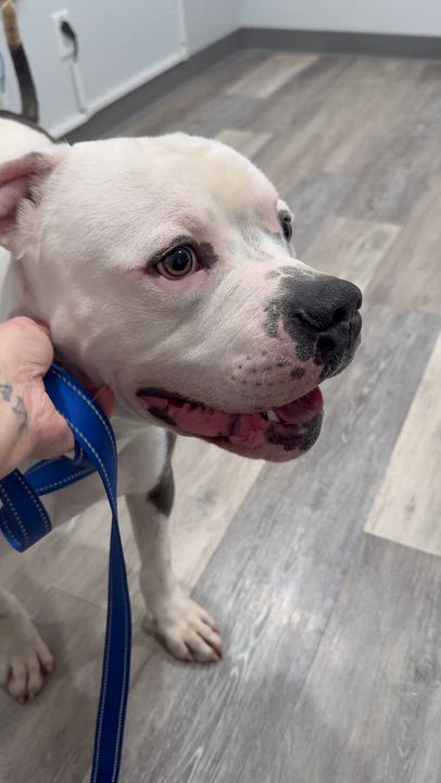 Enlarge Spot, a Adoptable American Bulldog in Port Orchard, WA video 5/6