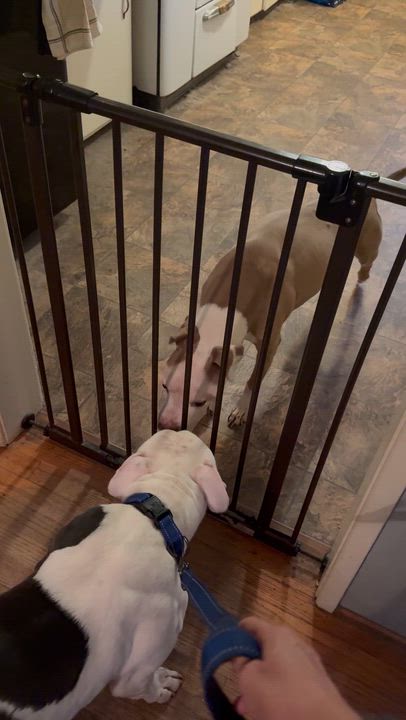 Enlarge Spot, a Adoptable American Bully in Port Orchard, WA video 6/6