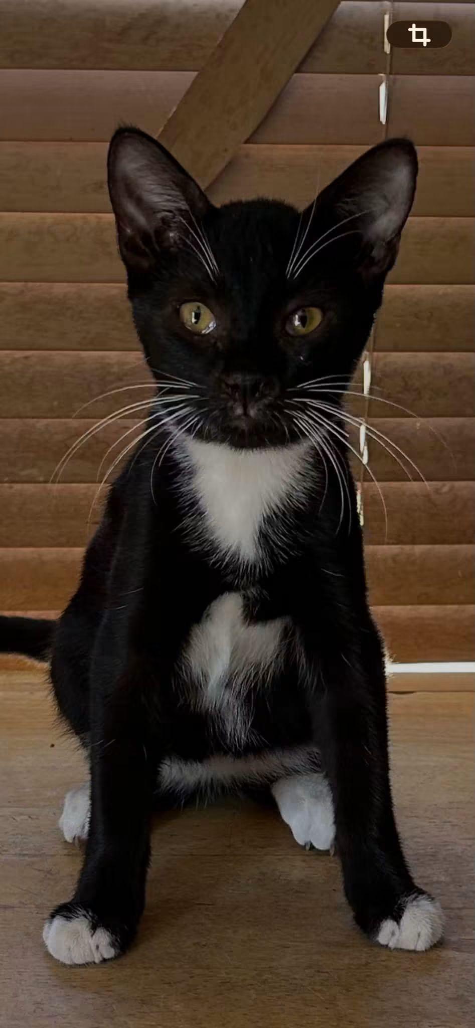Jakey, adopted, Kitten Male Domestic Short Hair.
