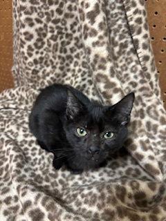 Barry, Adoptable, Kitten Male Domestic Short Hair.
