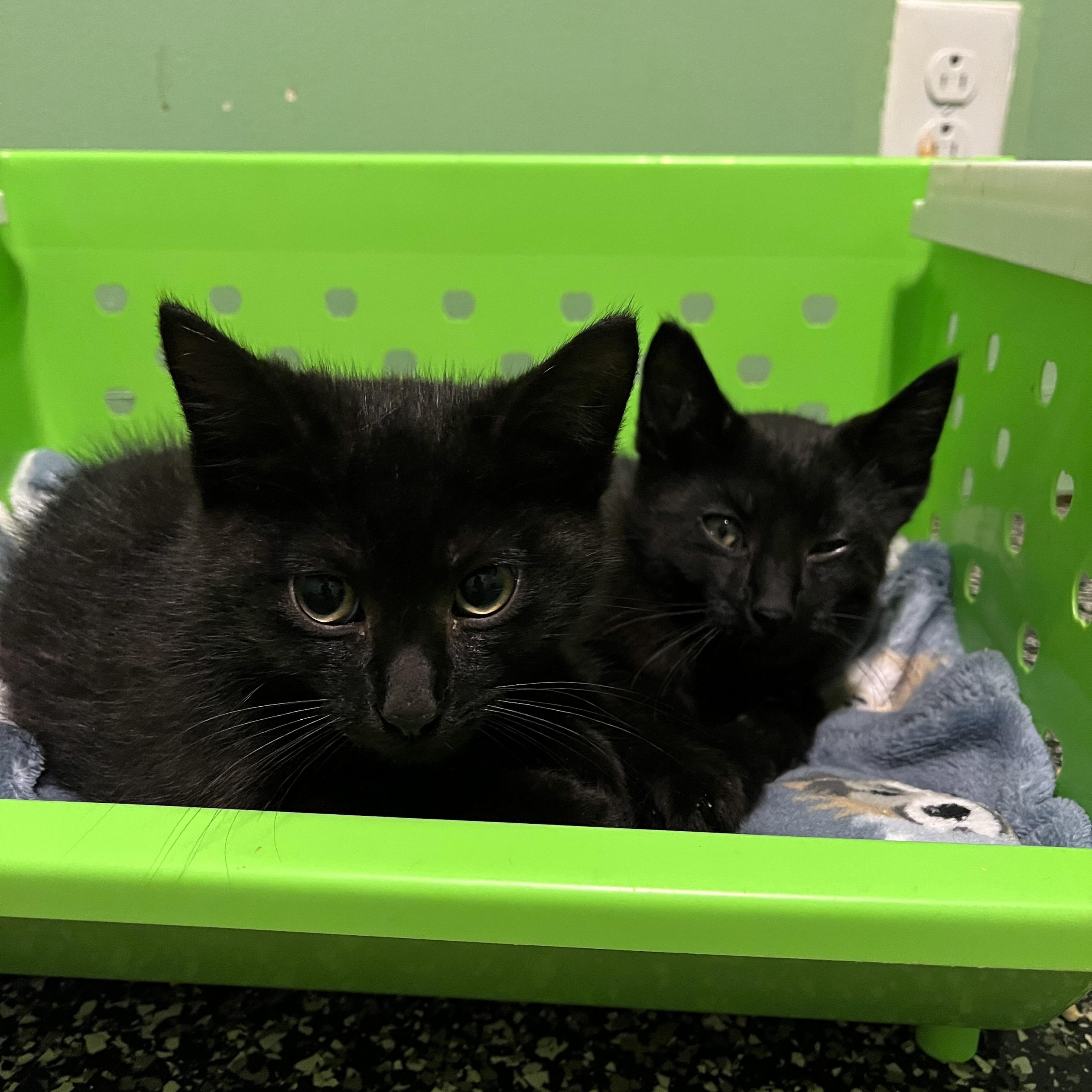 Vamp & Vaughn (barn cats)