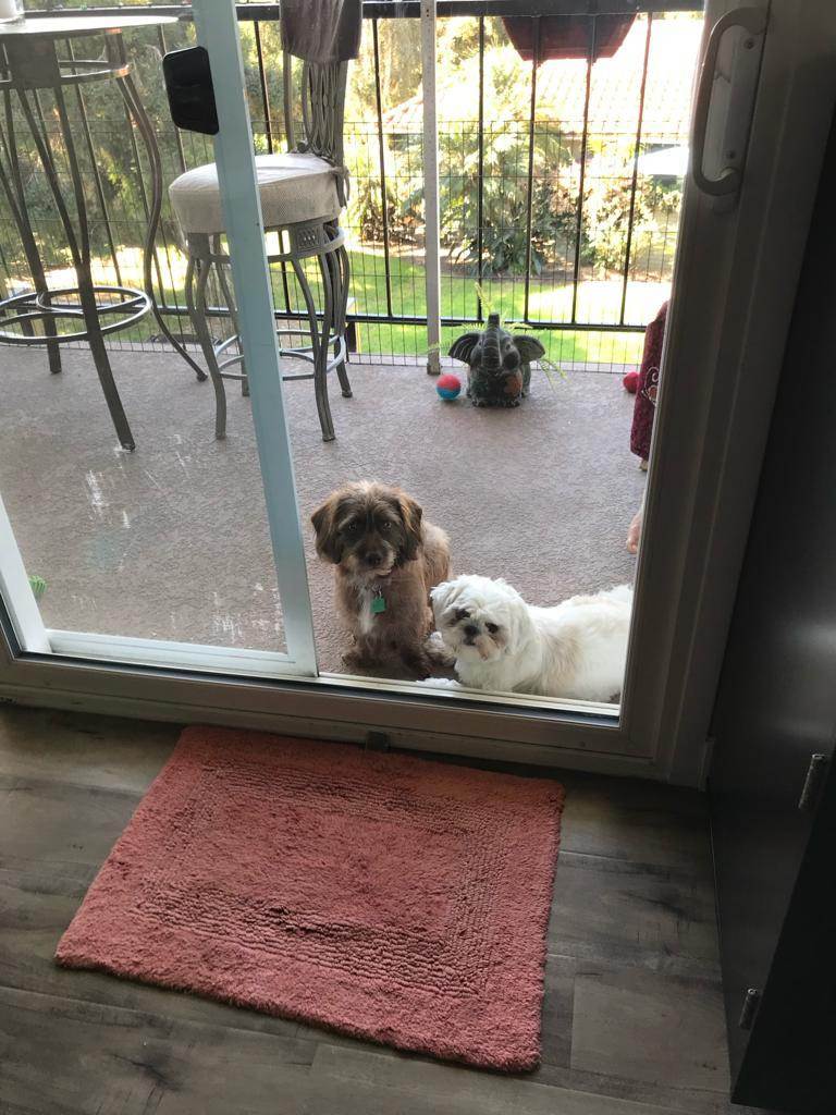 Enlarge Loveable Martin! Dachshund-Shih Tsu Mix, a Adopted mixed breed in Laguna Hills, CA image 2/6