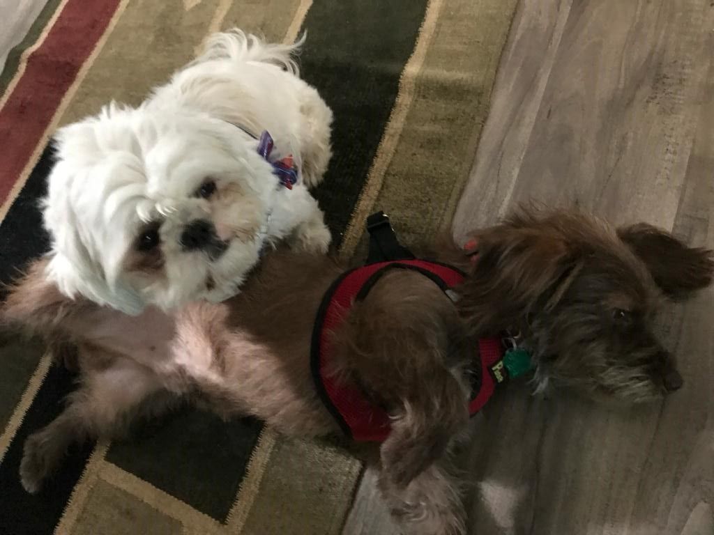 Enlarge Loveable Martin! Dachshund-Shih Tsu Mix, a Adopted mixed breed in Laguna Hills, CA image 3/6