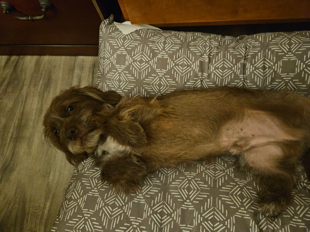 Enlarge Loveable Martin! Dachshund-Shih Tsu Mix, a Adopted mixed breed in Laguna Hills, CA image 5/6