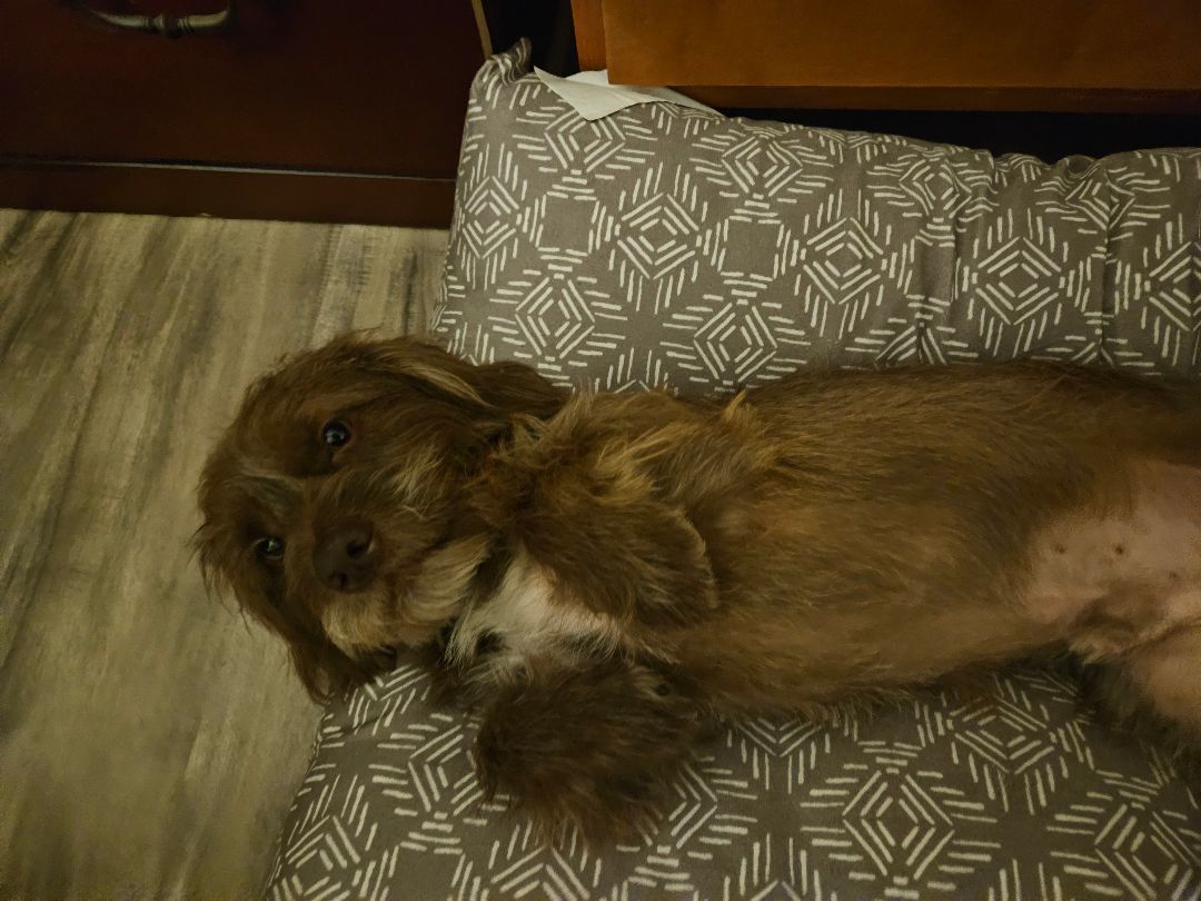 Enlarge Loveable Martin! Dachshund-Shih Tsu Mix, a Adopted mixed breed in Laguna Hills, CA image 6/6