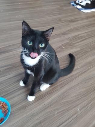 Maddy, Adoptable, Adult Female Domestic Medium Hair & Domestic Short Hair.