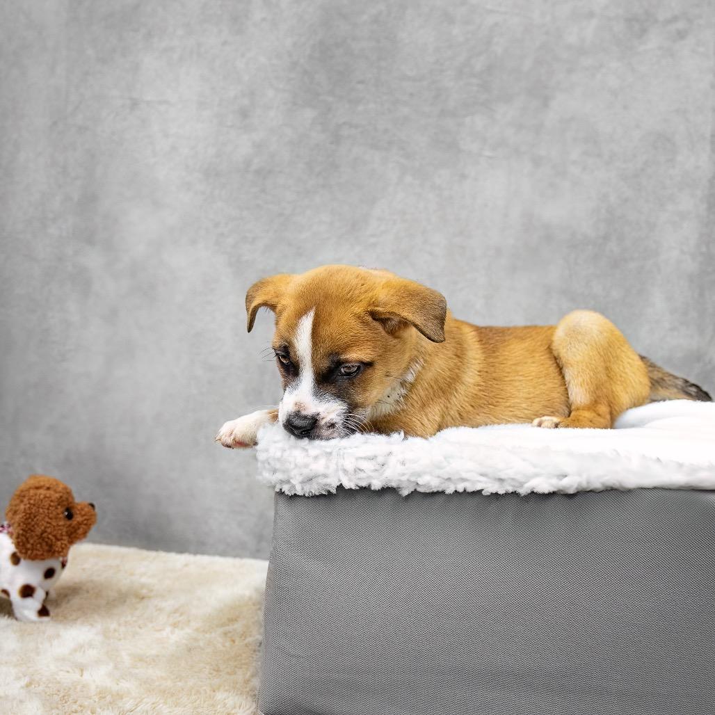 Laguna, Adoptable, Young Female Black Mouth Cur & Mixed Breed.