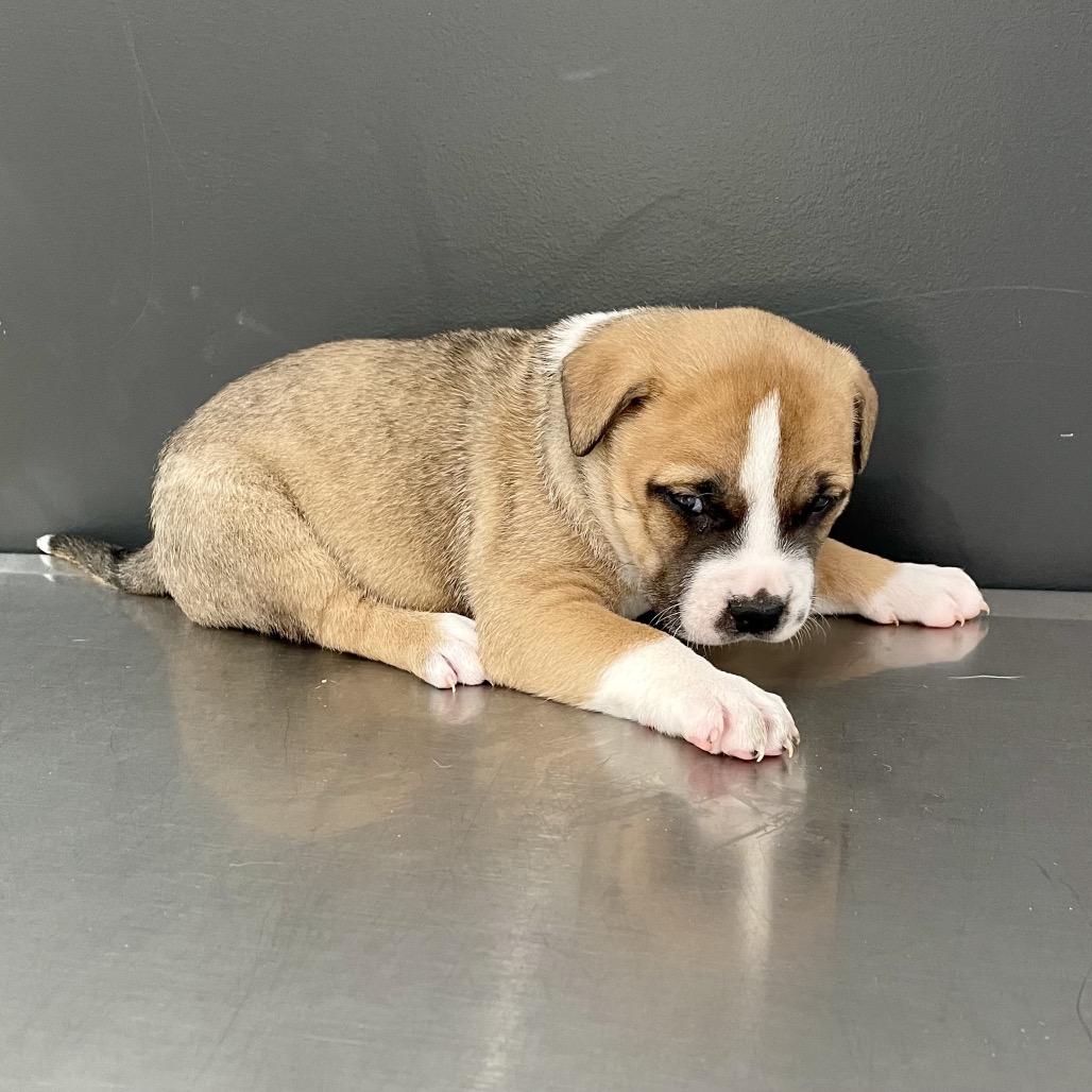 Enlarge Laguna, a Adoptable mixed breed in Livingston, TX image 2/6