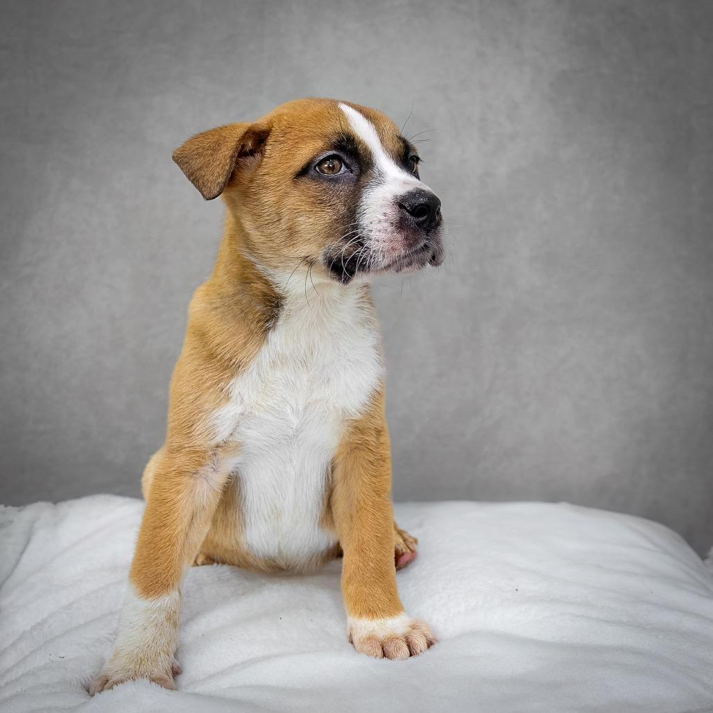 Enlarge Laguna, a Adoptable mixed breed in Livingston, TX image 3/6