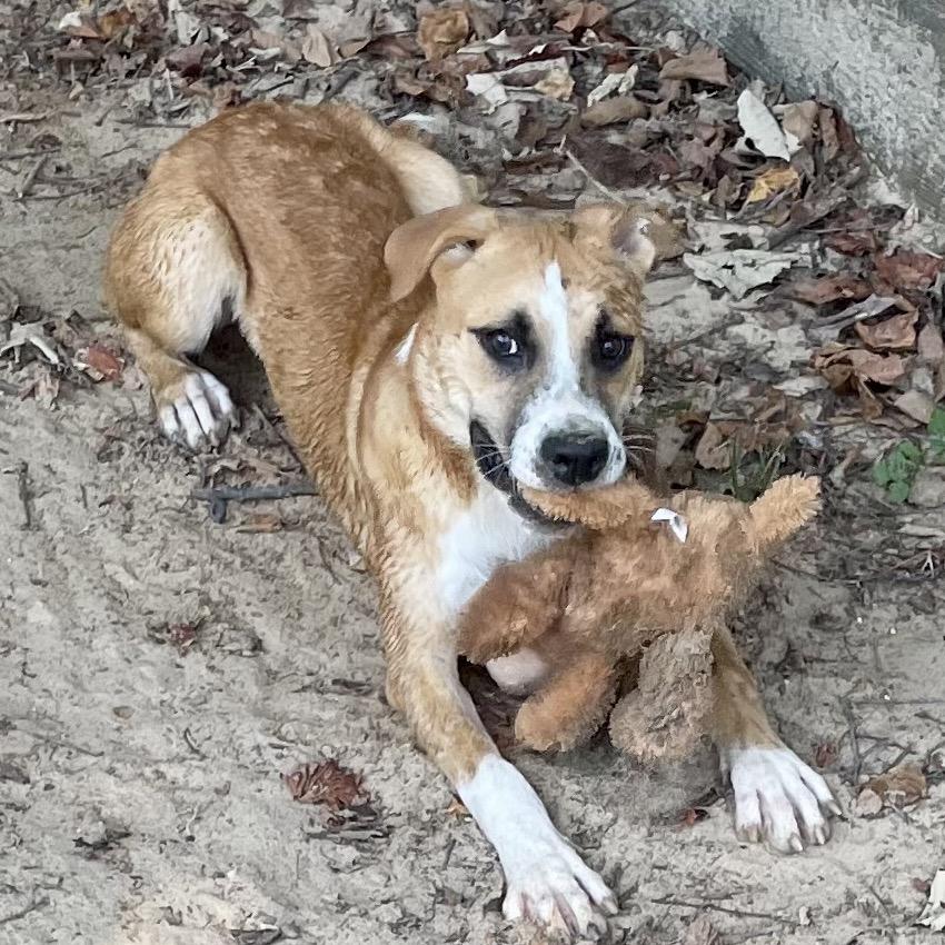Enlarge Laguna, a Adoptable mixed breed in Livingston, TX image 4/6