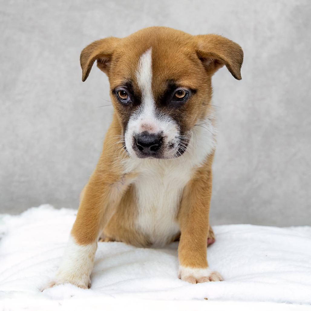 Enlarge Laguna, a Adoptable mixed breed in Livingston, TX image 5/6