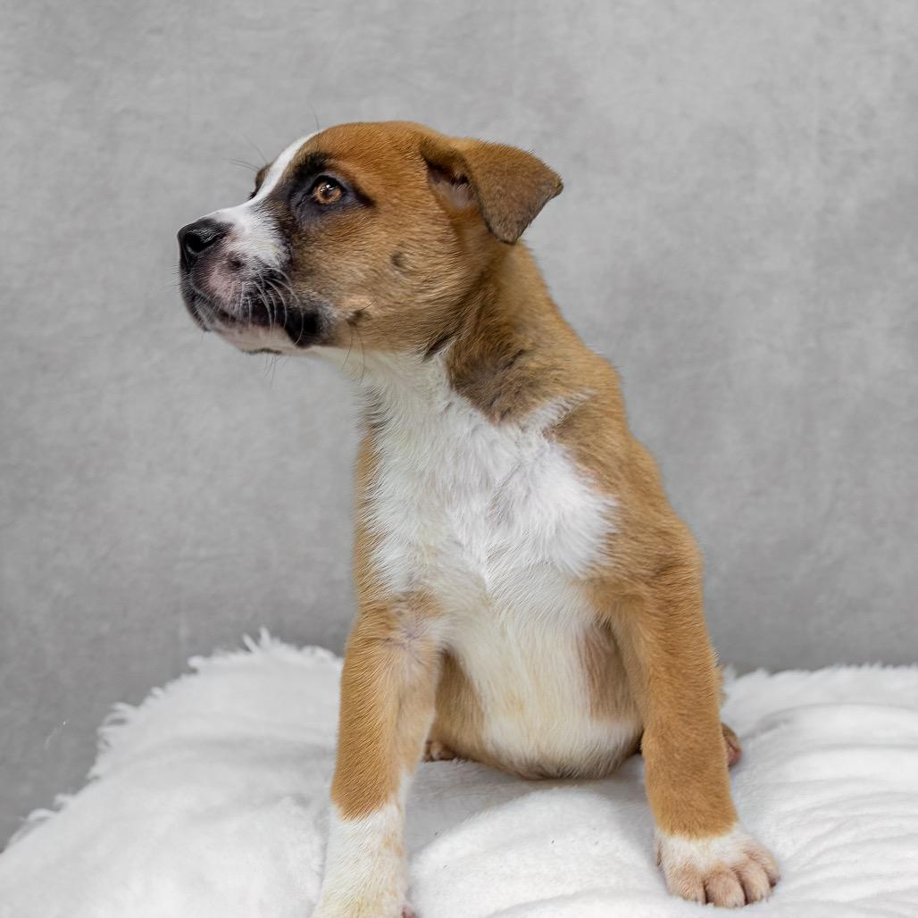 Enlarge Laguna, a Adoptable mixed breed in Livingston, TX image 6/6