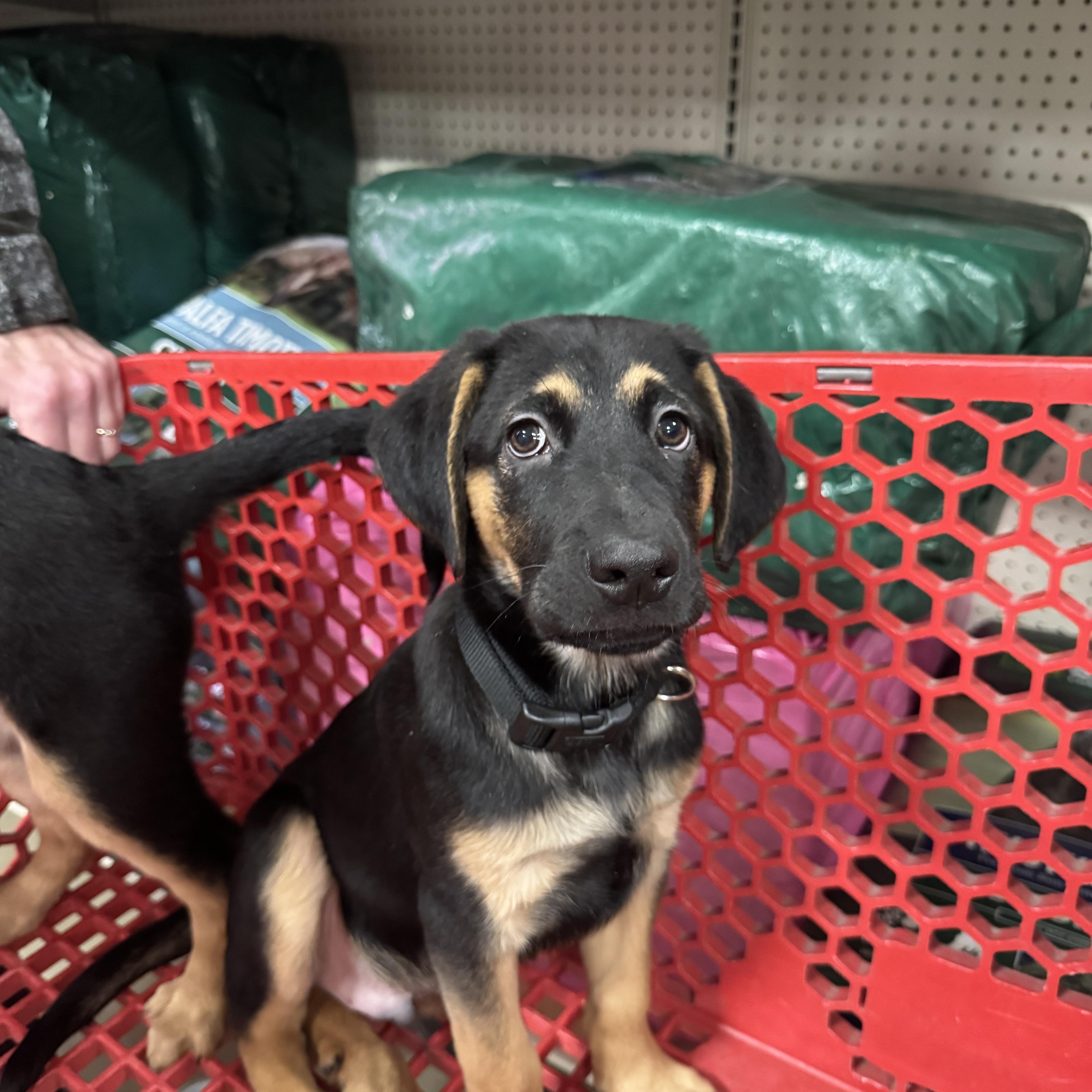Jack, ADOPTABLE, Young Male German Shepherd Dog.