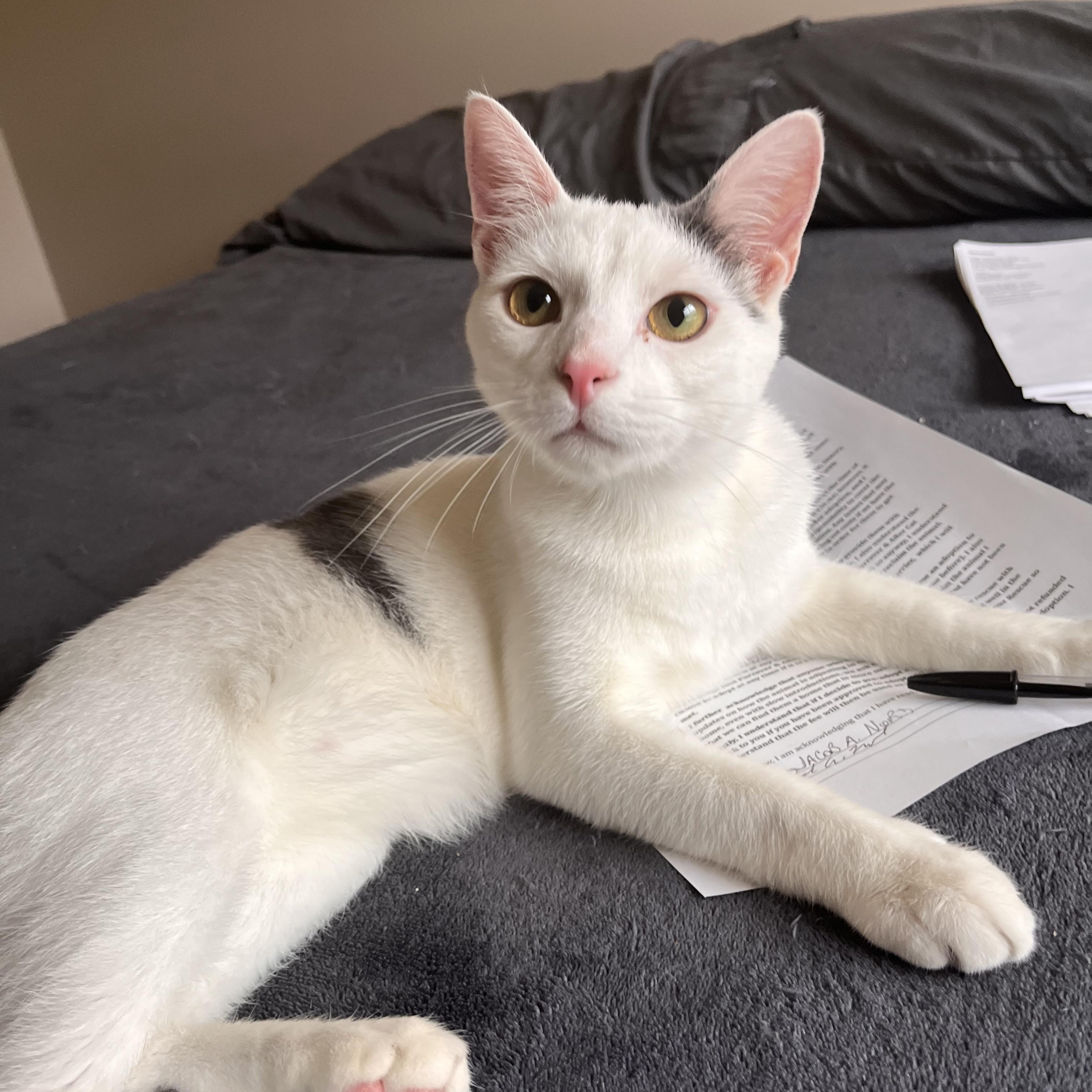 Enlarge Kato, a Adoptable Domestic Short Hair in Austintown, OH image 1/2