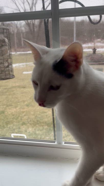 Enlarge Kato, a Adoptable Domestic Short Hair in Austintown, OH video 2/2