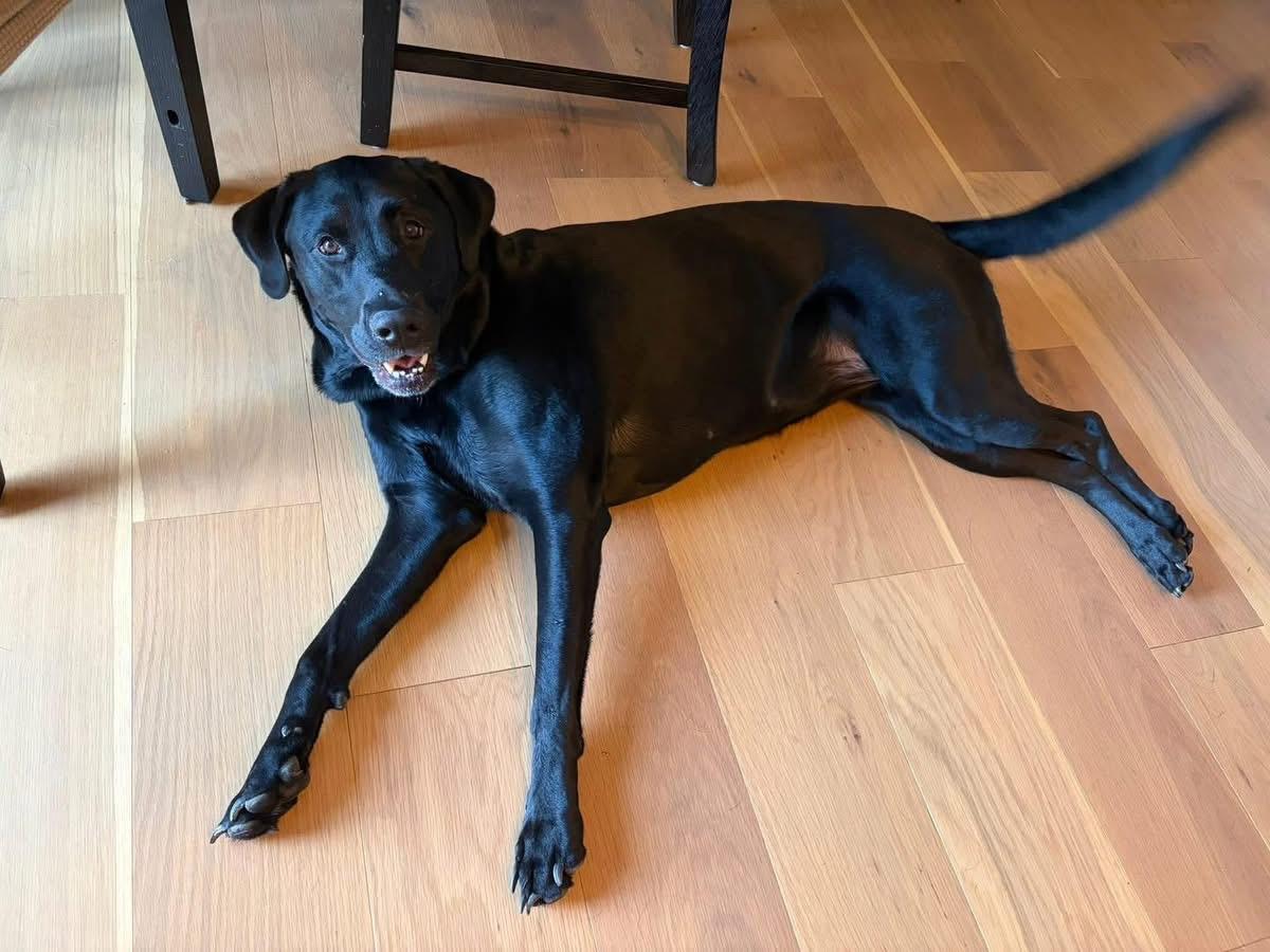 Enlarge Sheba , a ADOPTABLE Black Labrador Retriever in Mechanicsburg, PA image 4/4