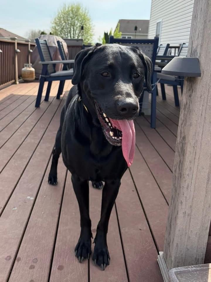 Enlarge Sheba , a ADOPTABLE Black Labrador Retriever in Mechanicsburg, PA image 2/4