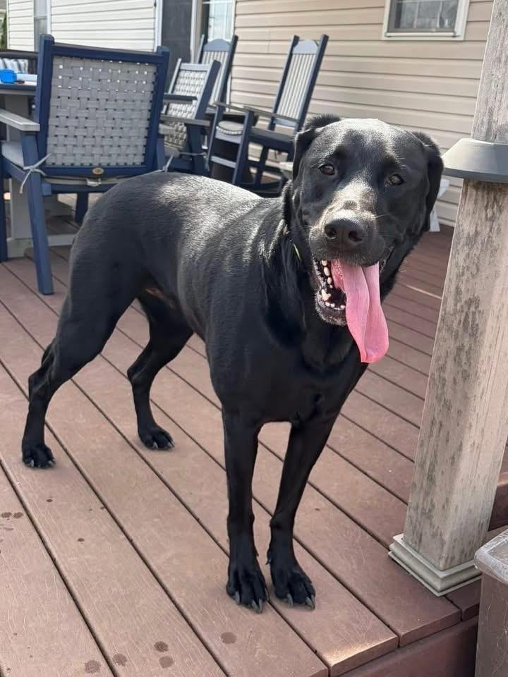 Enlarge Sheba , a ADOPTABLE Black Labrador Retriever in Mechanicsburg, PA image 1/4