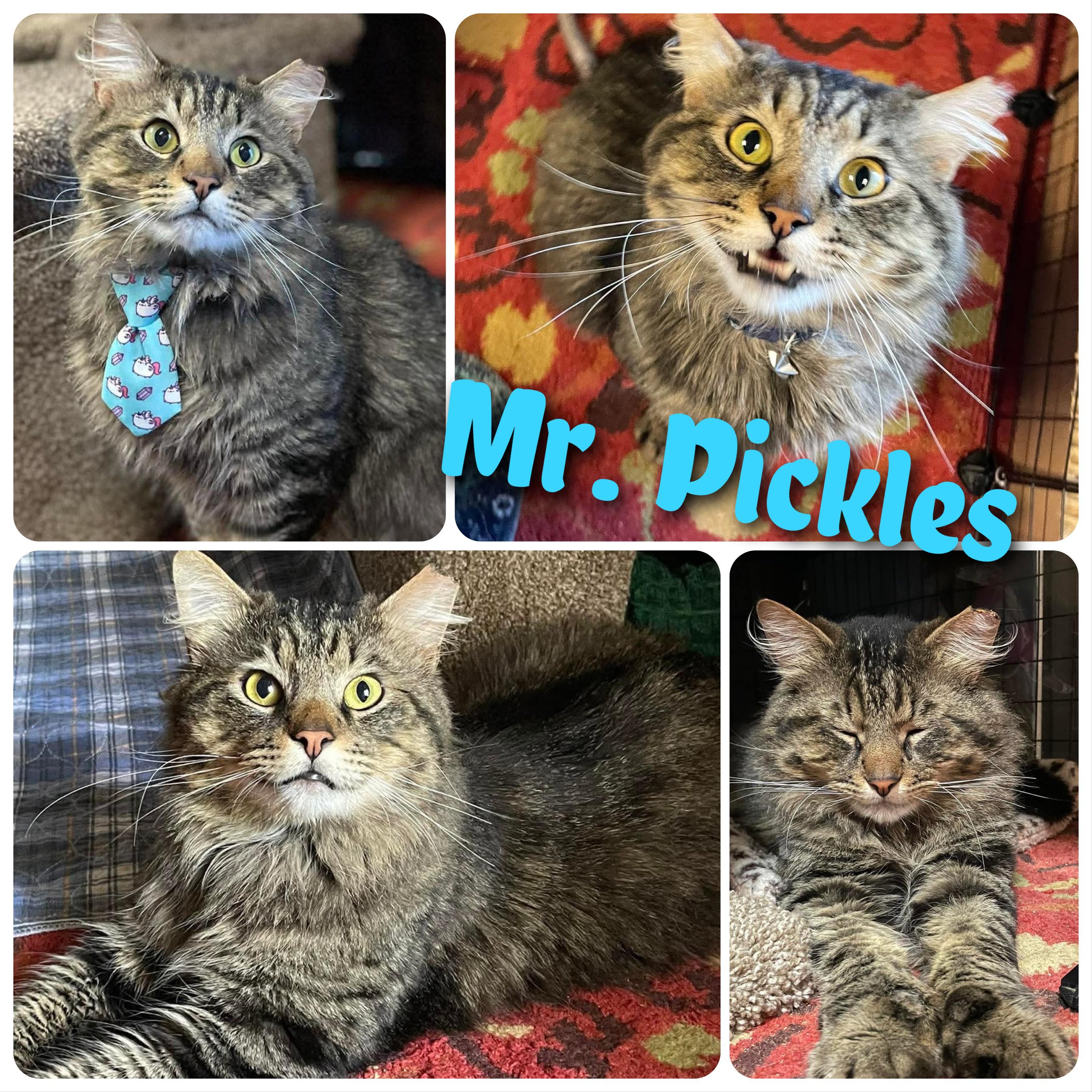 Mr. Pickles, ADOPTABLE, Adult Male Domestic Long Hair.