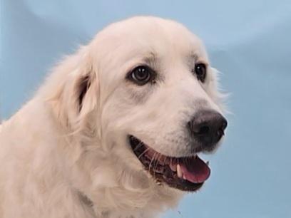Enlarge Freyja, a Adoptable Great Pyrenees in Coon Rapids, MN image 1/1