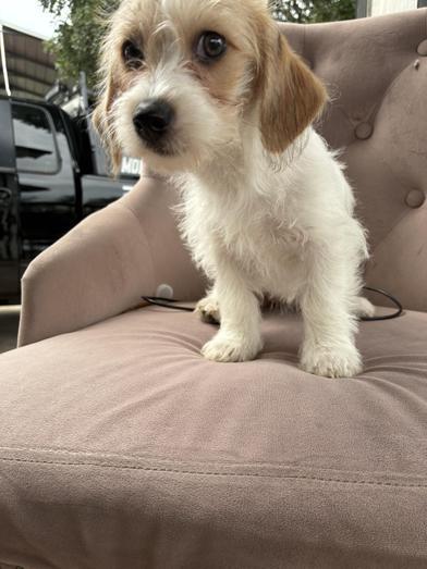 Enlarge Daisy, an adopted mixed breed in Renton, WA image 5/6