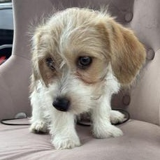 Enlarge Daisy, an adopted mixed breed in Renton, WA image 2/6