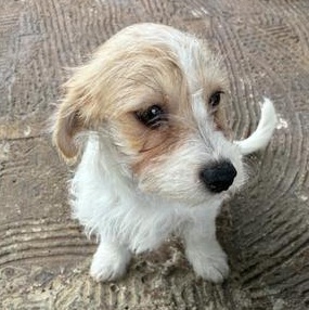 Enlarge Daisy, an adopted mixed breed in Renton, WA image 4/6